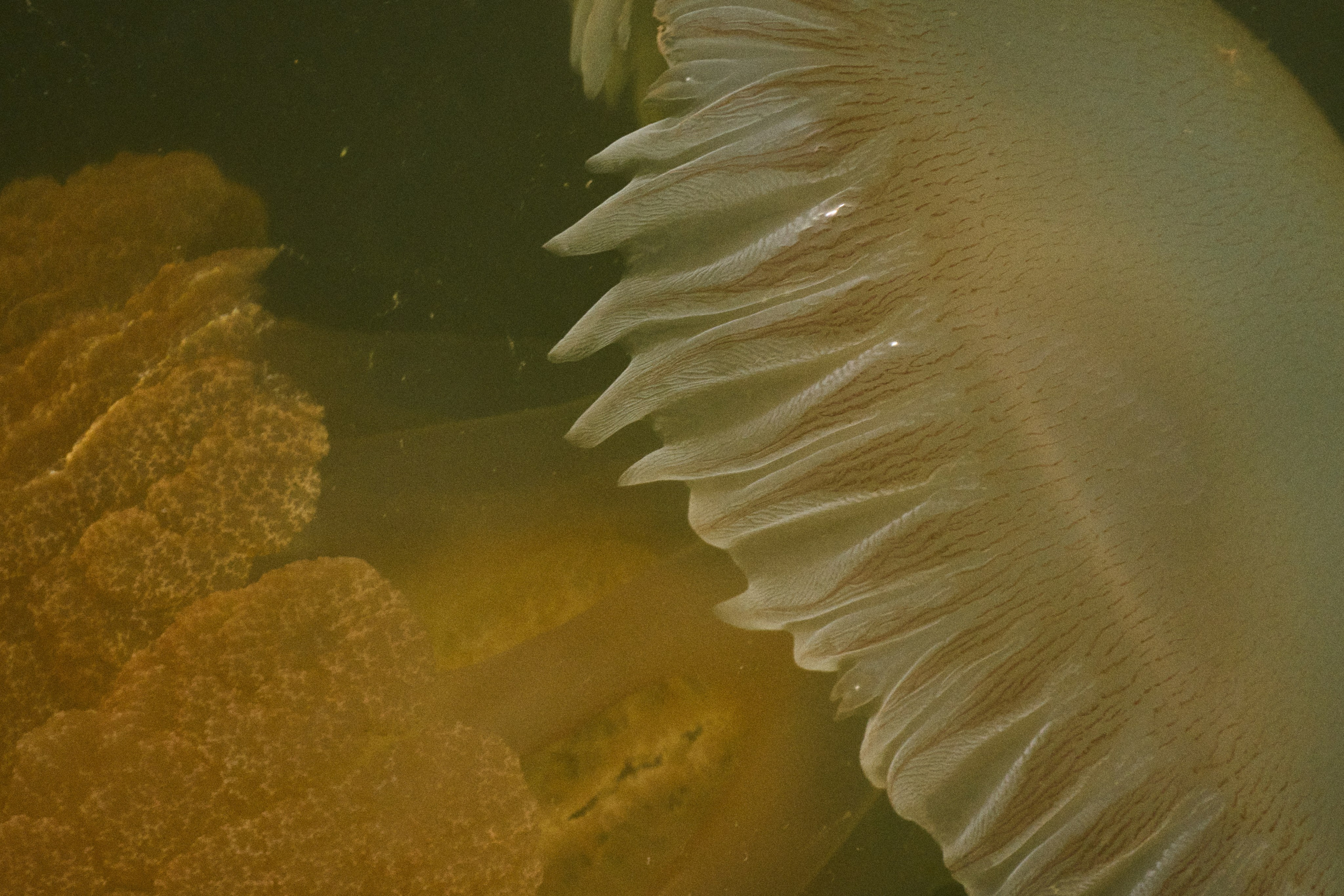 Gambia River. See the moment and catche. commercial and reportage