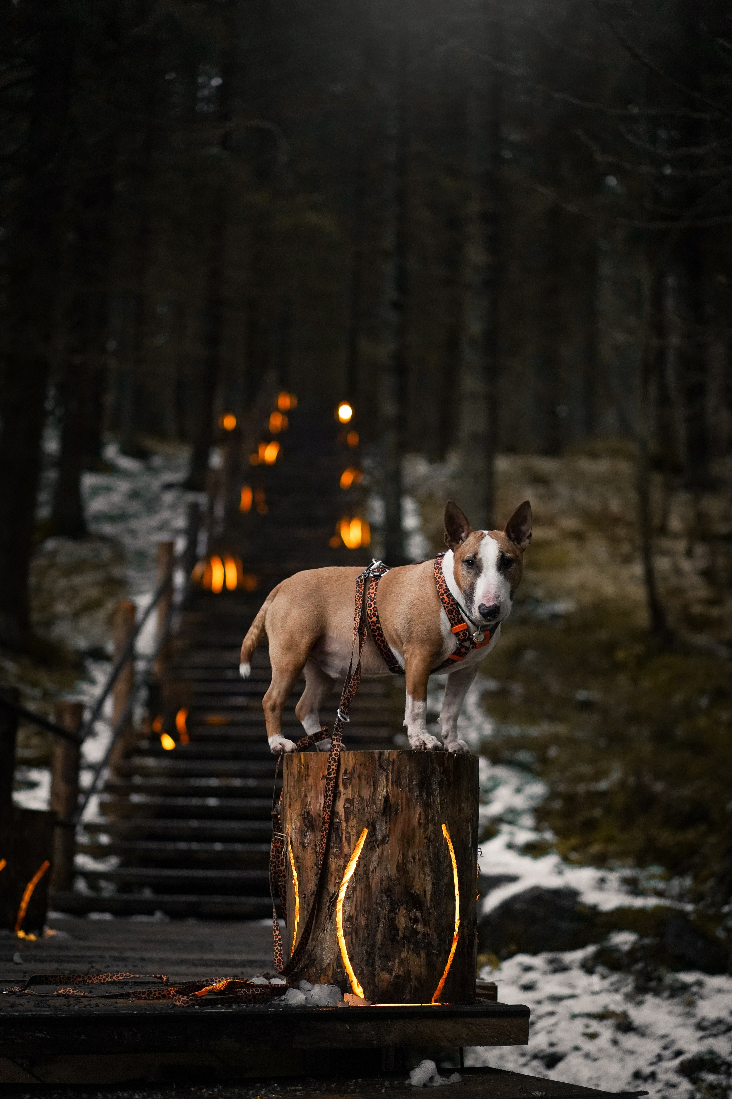 Юни на горе Паасо. Фотограф-анималист в Санкт-Петербурге Яна Мартынова