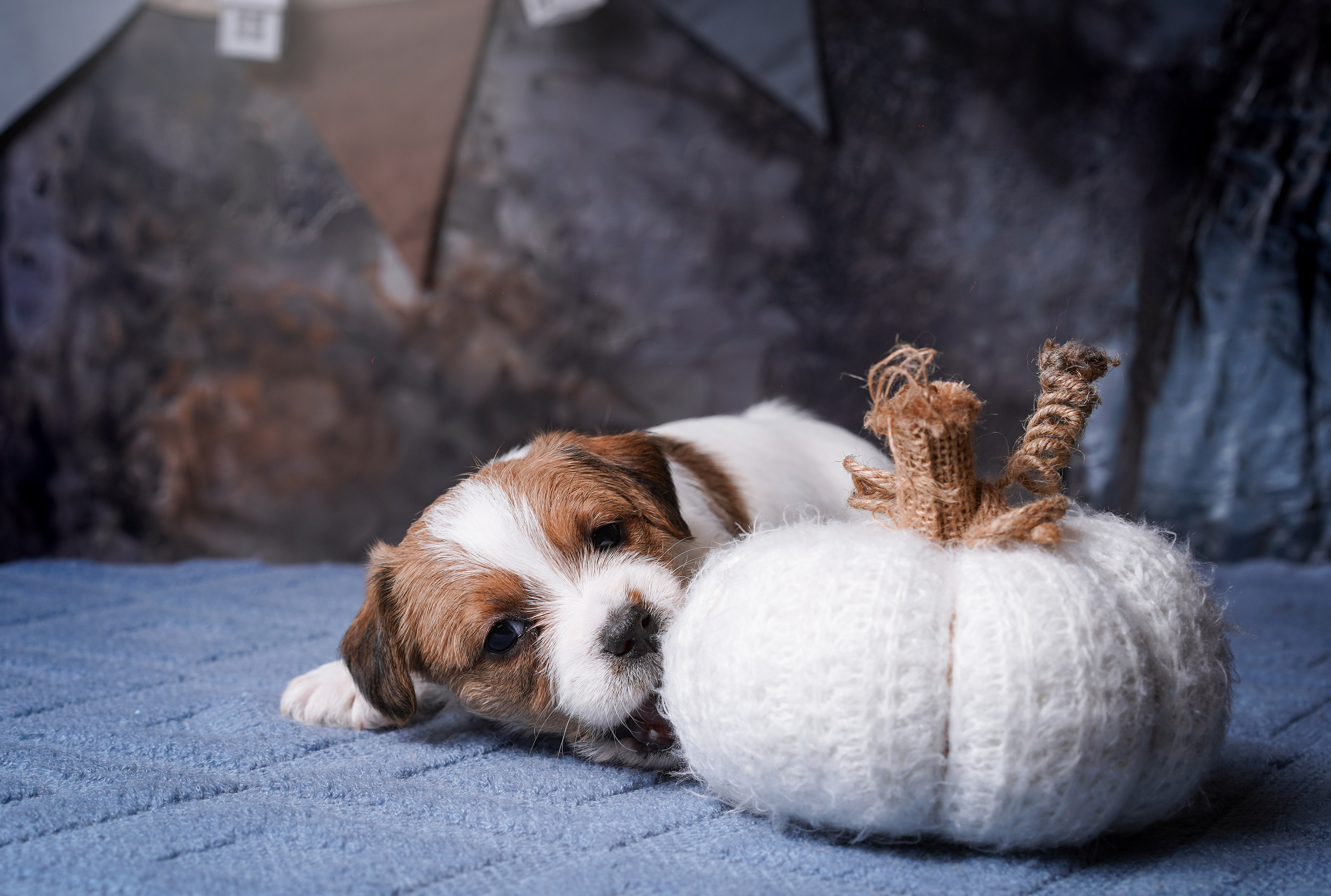 Щенули джек-рассела. Фотограф-анималист в Санкт-Петербурге Яна Мартынова