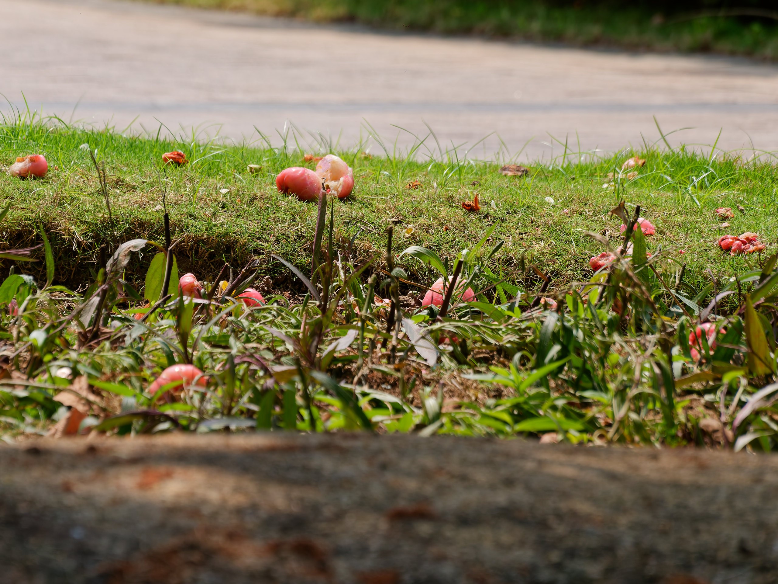 Хайнань 2026, флора, цветы и деревья. Фотопрогулки по Миру