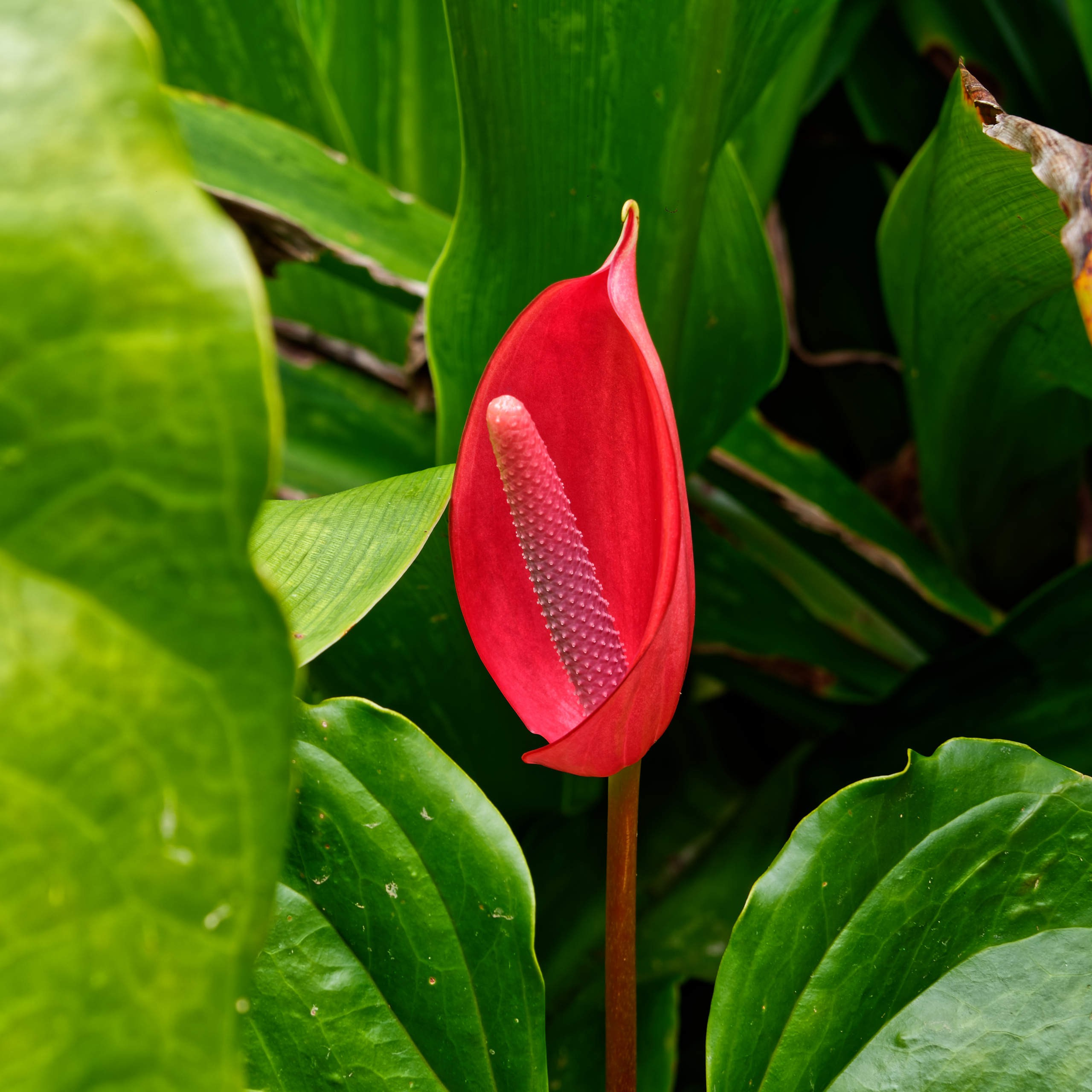 Далат 2023. Избранные фотографии