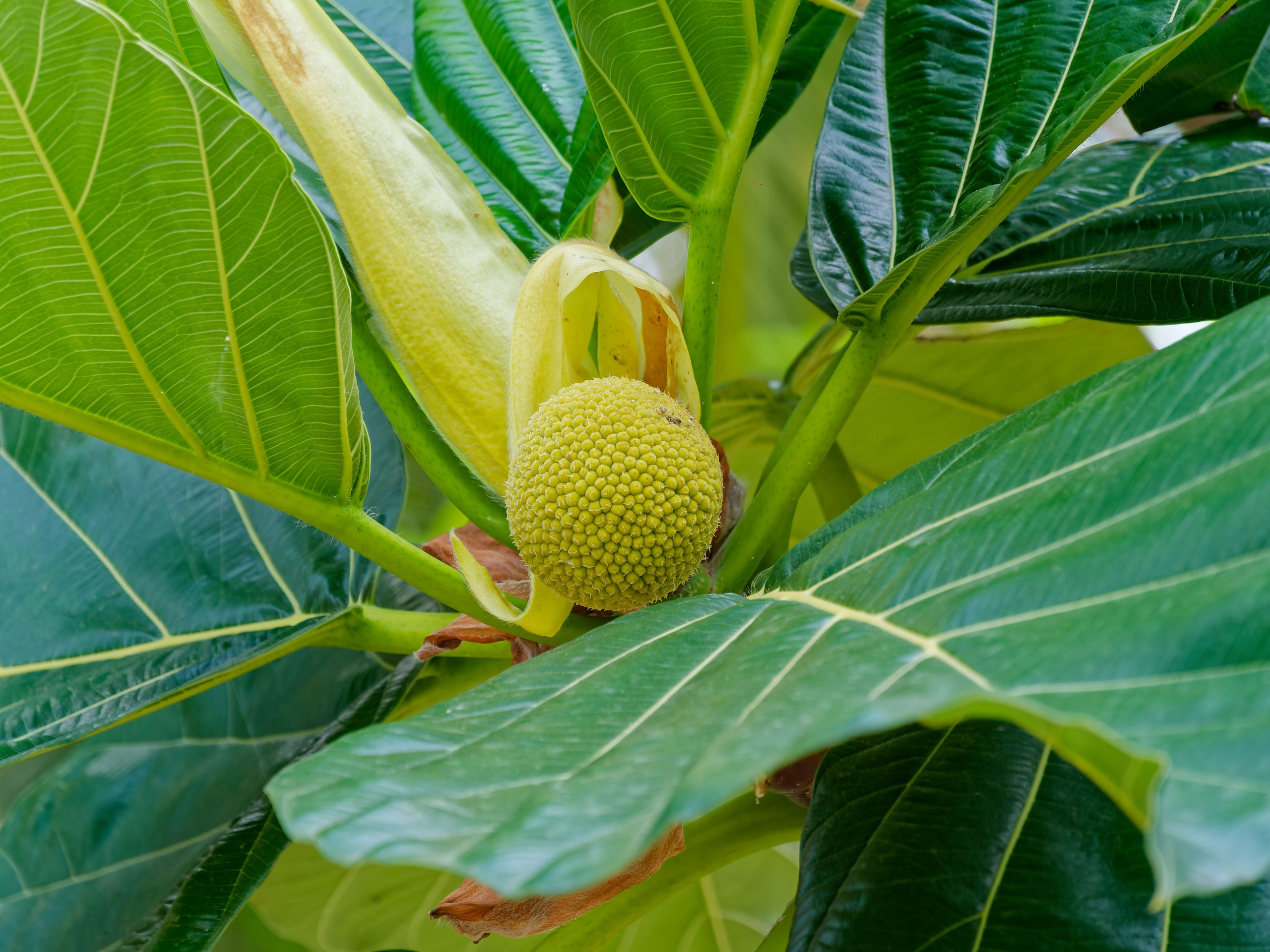 Хайнань 2026, отель «Stony Brook Villa Jianguo Resort Sanya 4*». Фотопрогулки по Миру