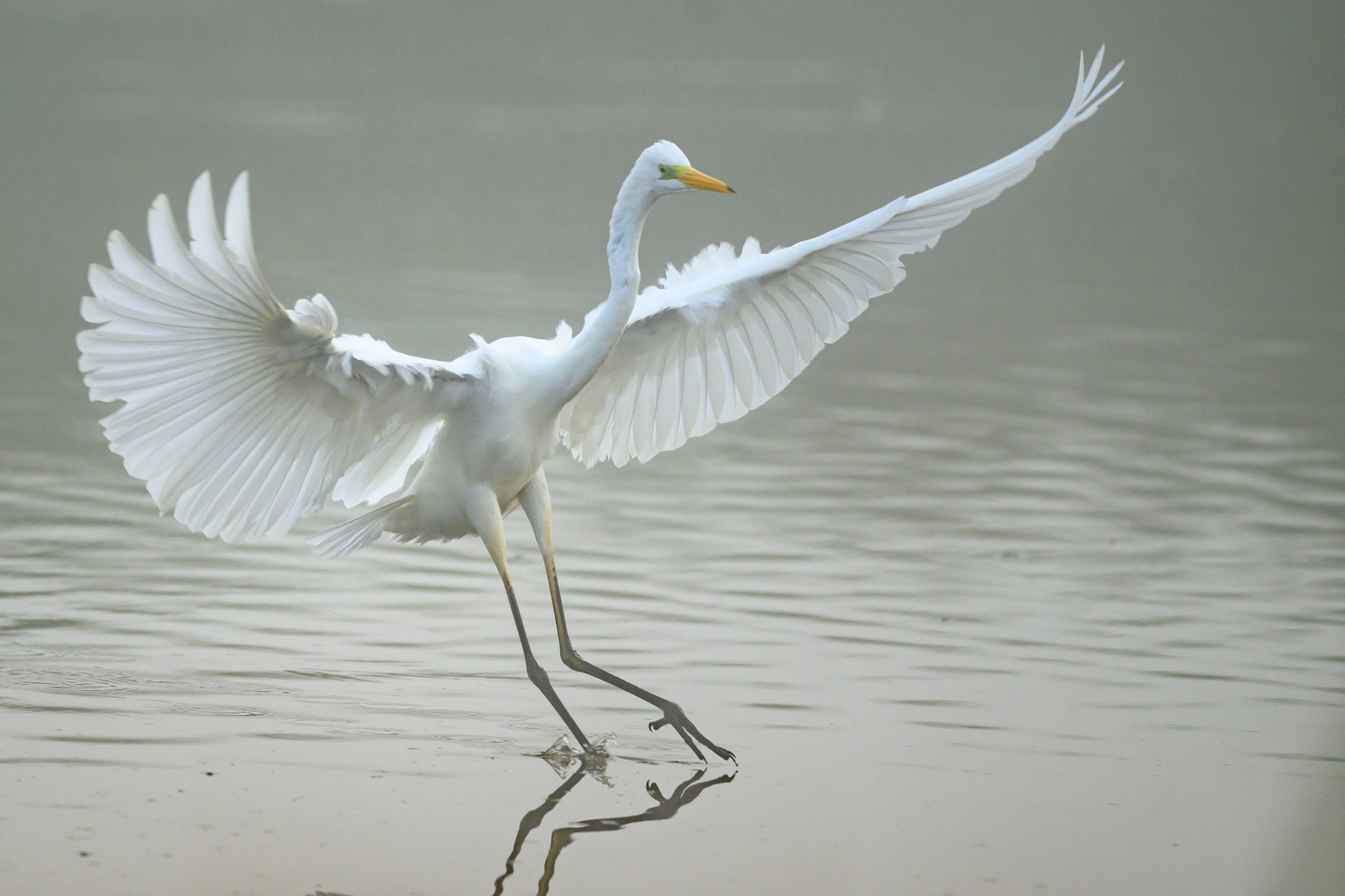Цапли. Wildlife photography by Sergey Puponin