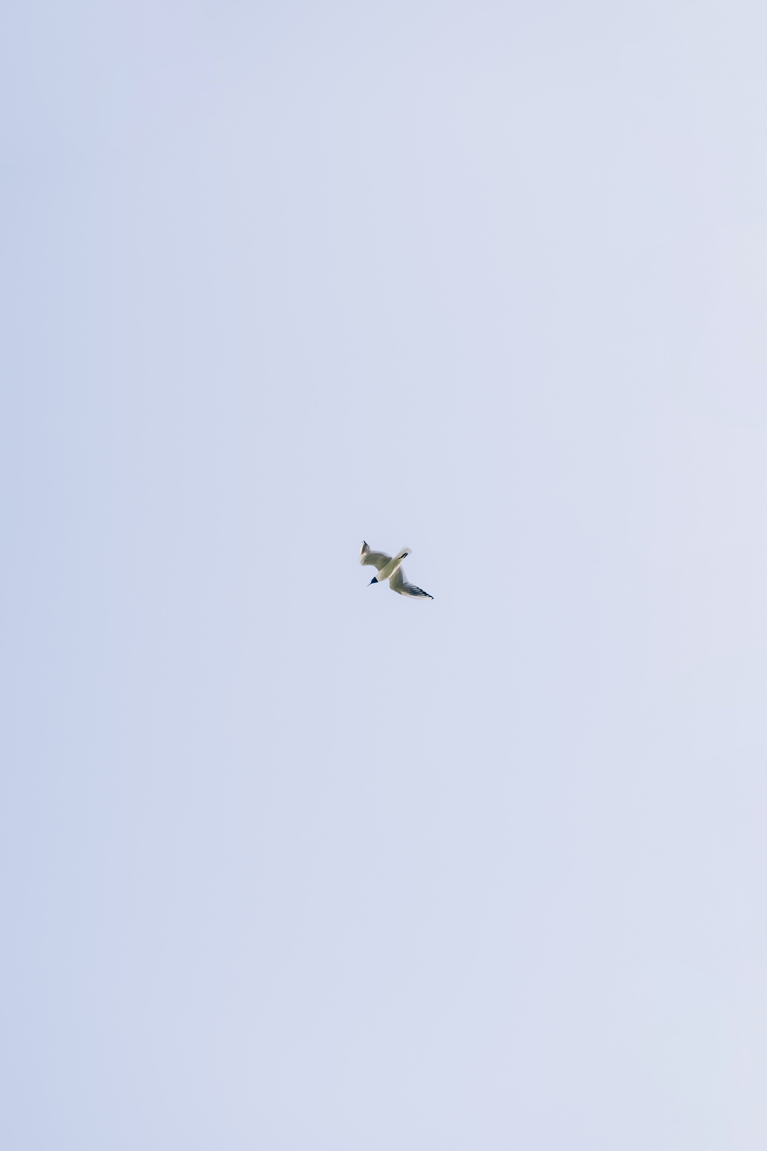 Дарья и Влад. Свадебный и семейный фотограф Александра Кос