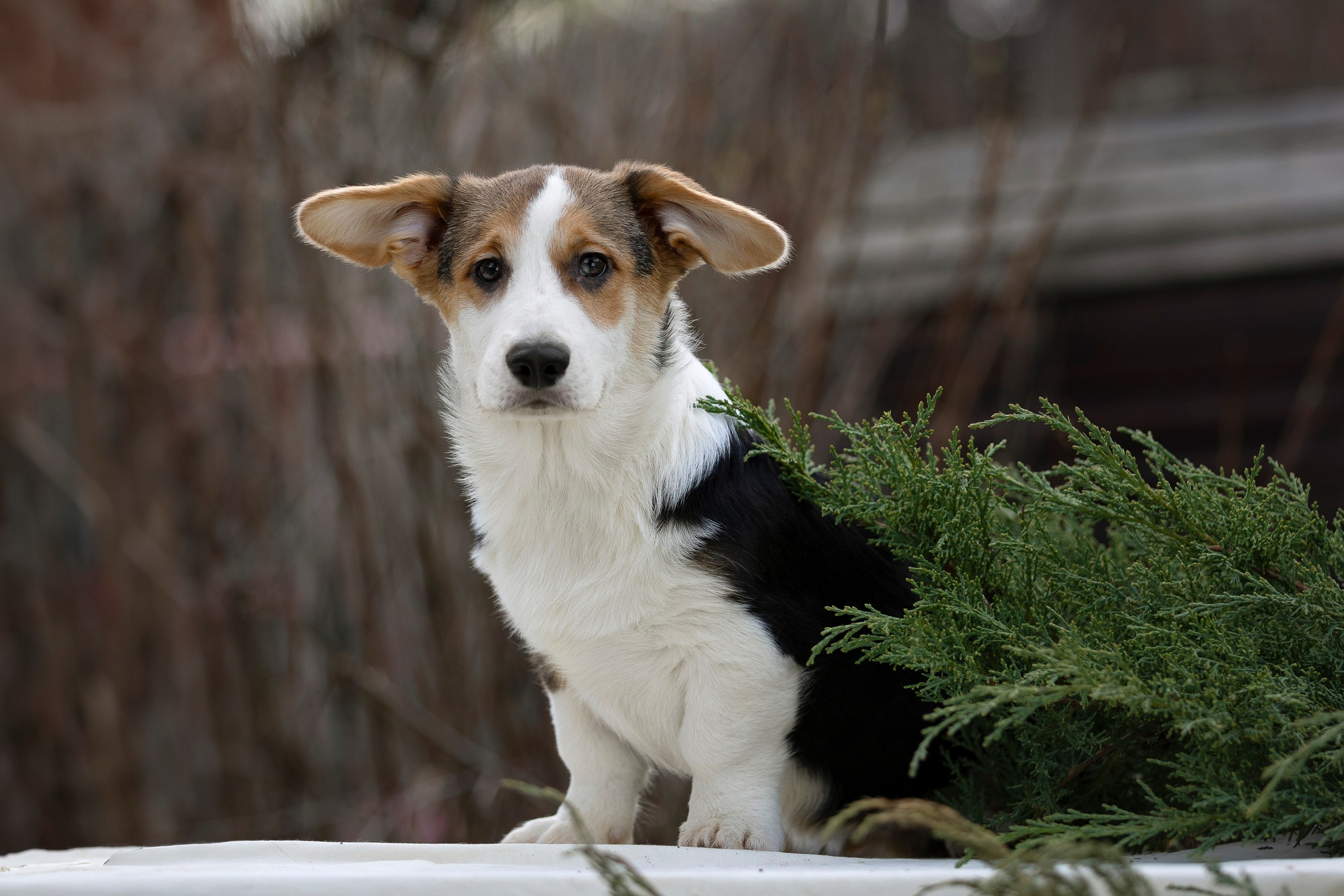 Вельш Корги Кардиган. Фотограф анималист, семейный фотограф, фотограф собак Комратова Мария. г. Москва