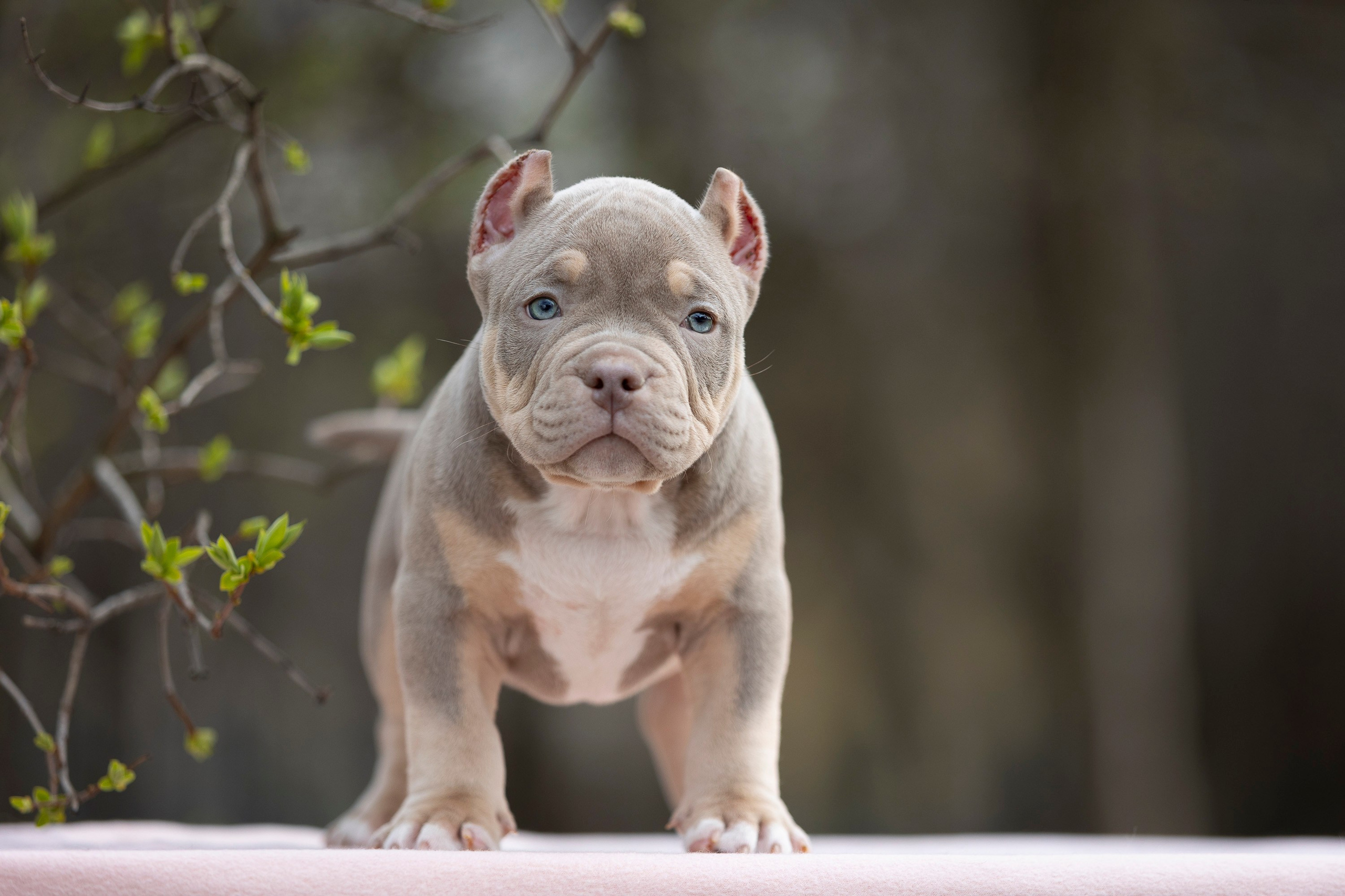 Американский Булли. Фотограф анималист, семейный фотограф, фотограф собак Комратова Мария. г. Москва