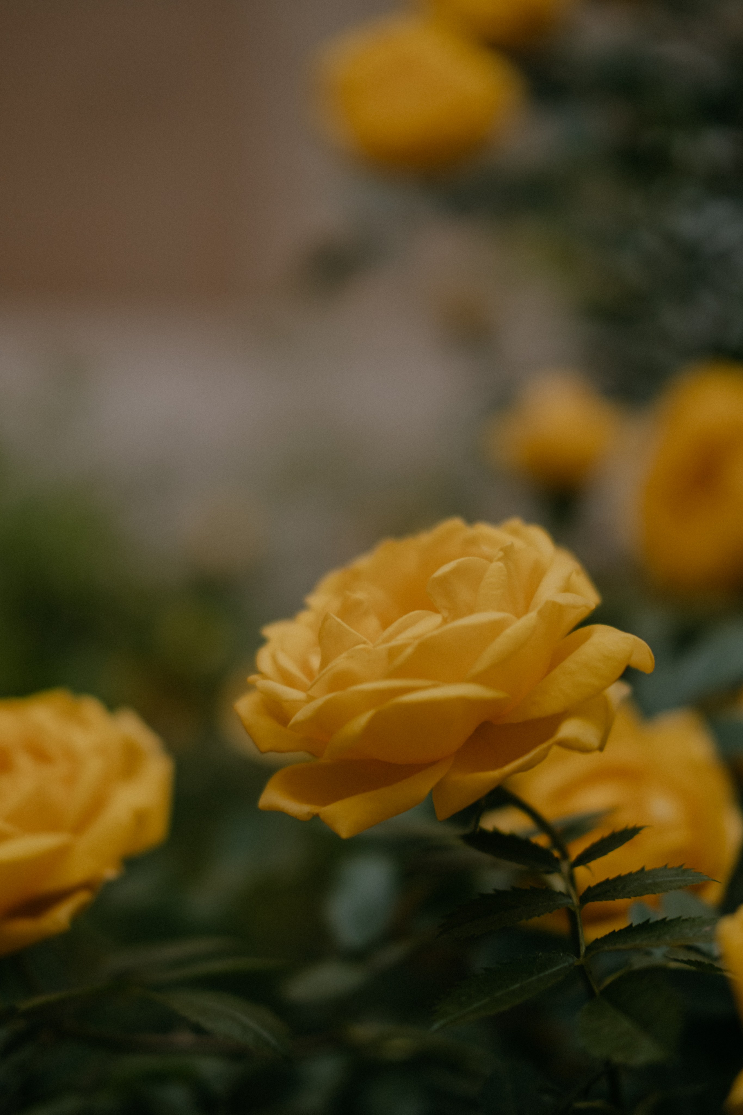 Лиза. Фотограф в Астрахани Миронова Анастасия