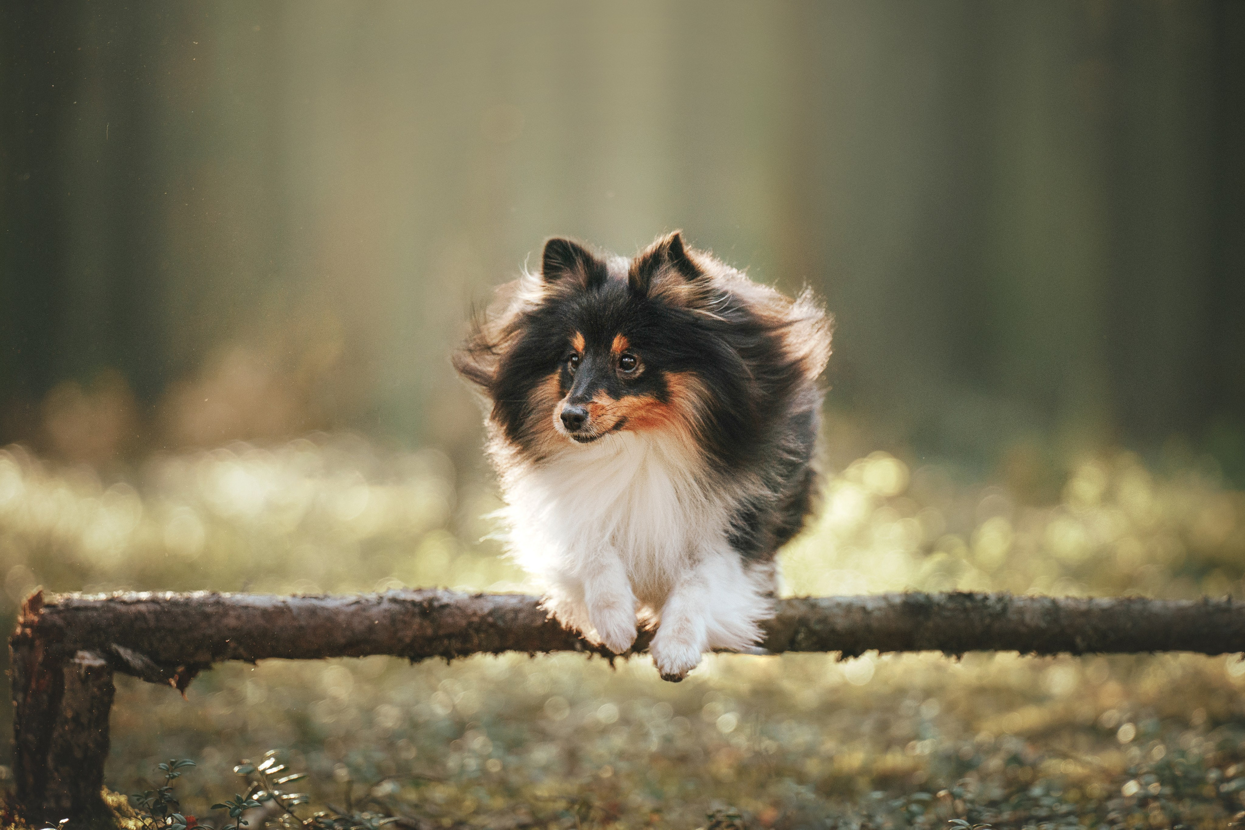 Мила и Лейла. Фотограф анималист Осипчикова Мария