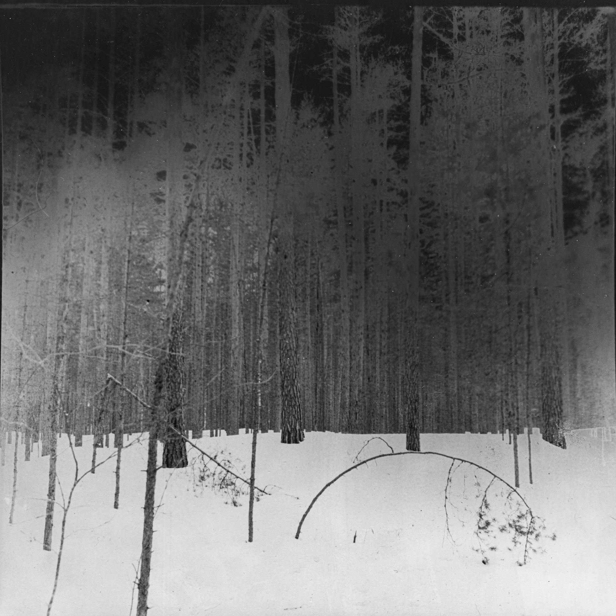 Rotten apple (ongoing). Lisa Mukhina