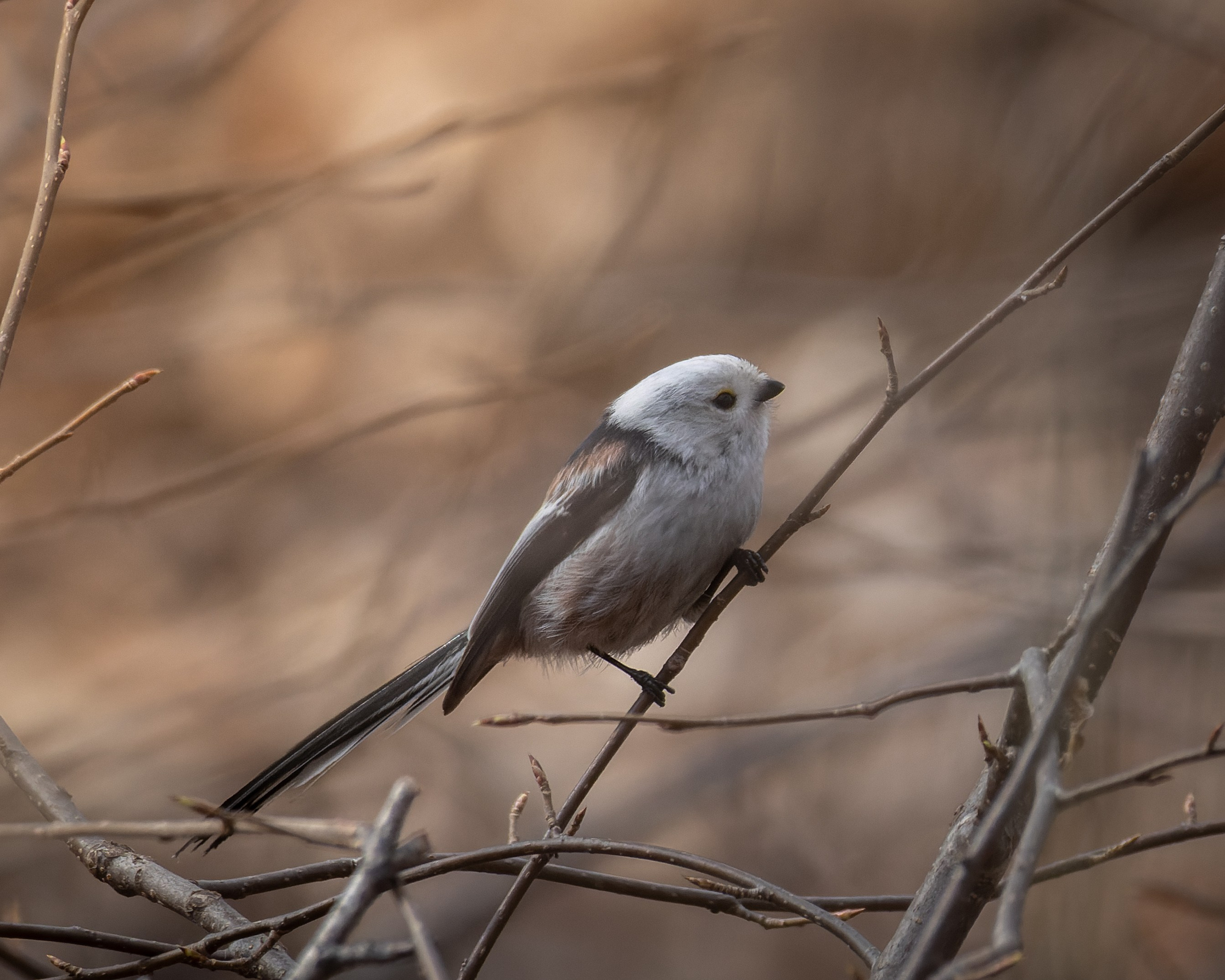 Voronezh 2025. Anton Chernov | Wildlife photographer