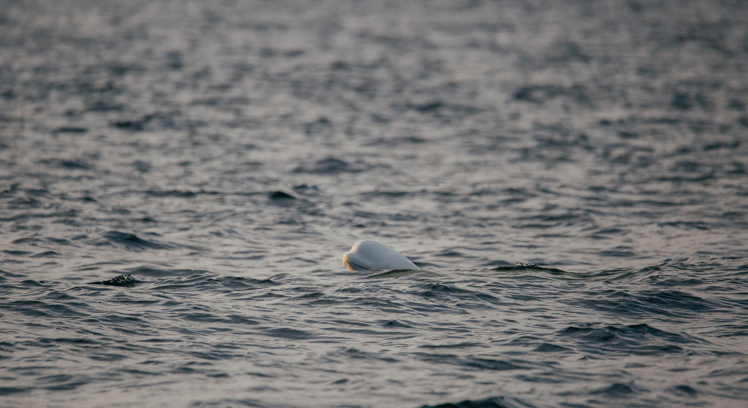 ЭТНОПАРК ГЕОГРАФИКА. Создание контента | Фото | Видеосъемка | Александр Ярков