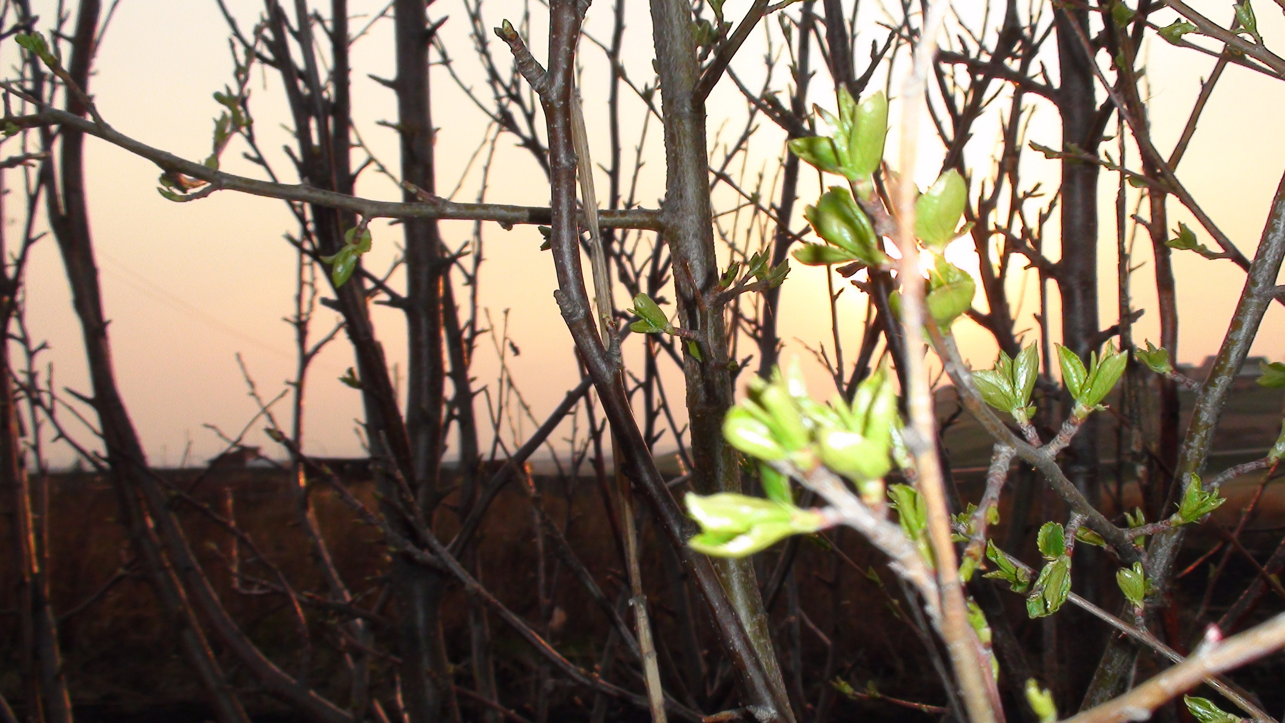 Дача 11.05.2009. Семейный, Свадебный фотограф СПБ Питер— Романова Екатерина