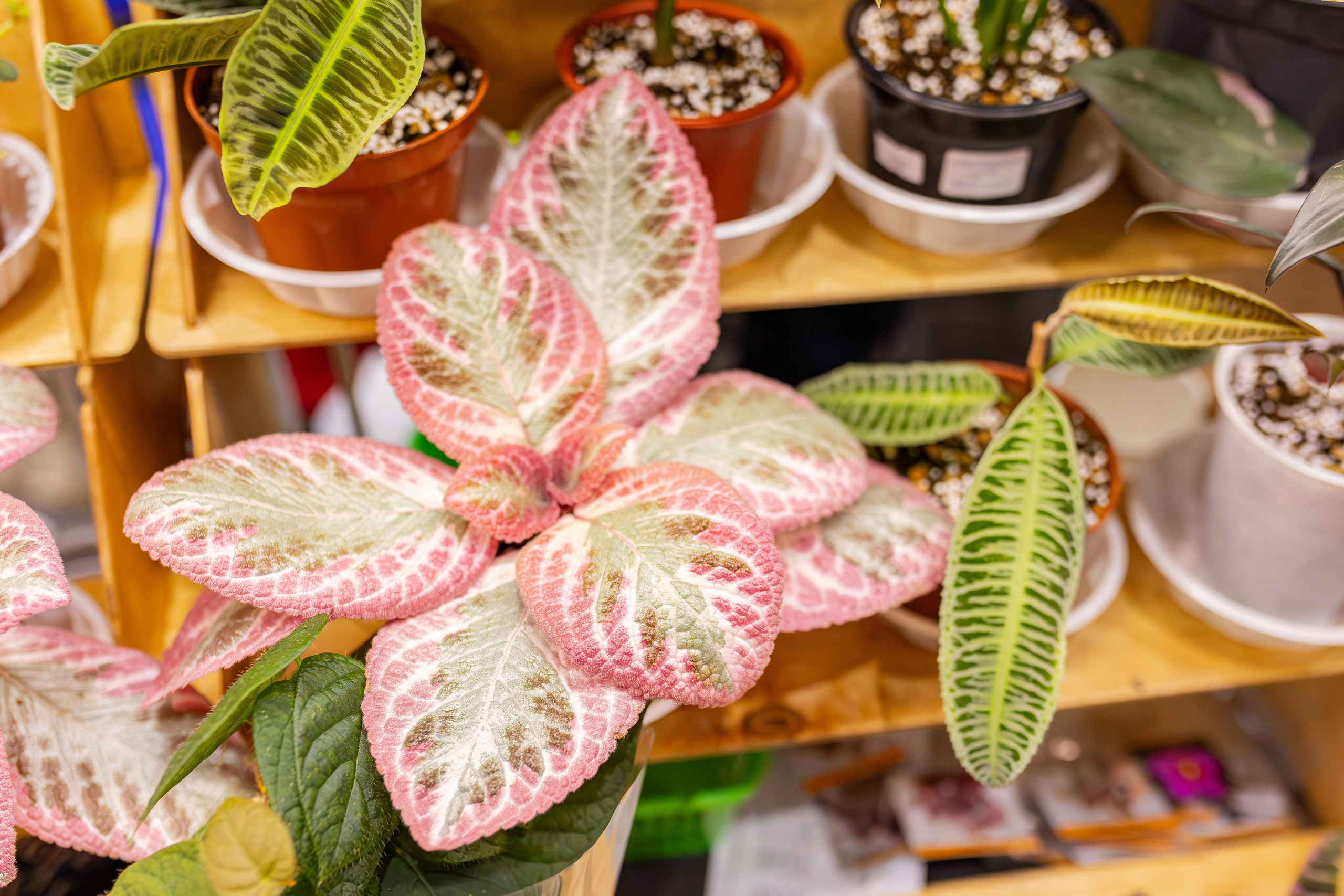 Монстериум апрель 2026. Александра Куликова фотограф, Москва