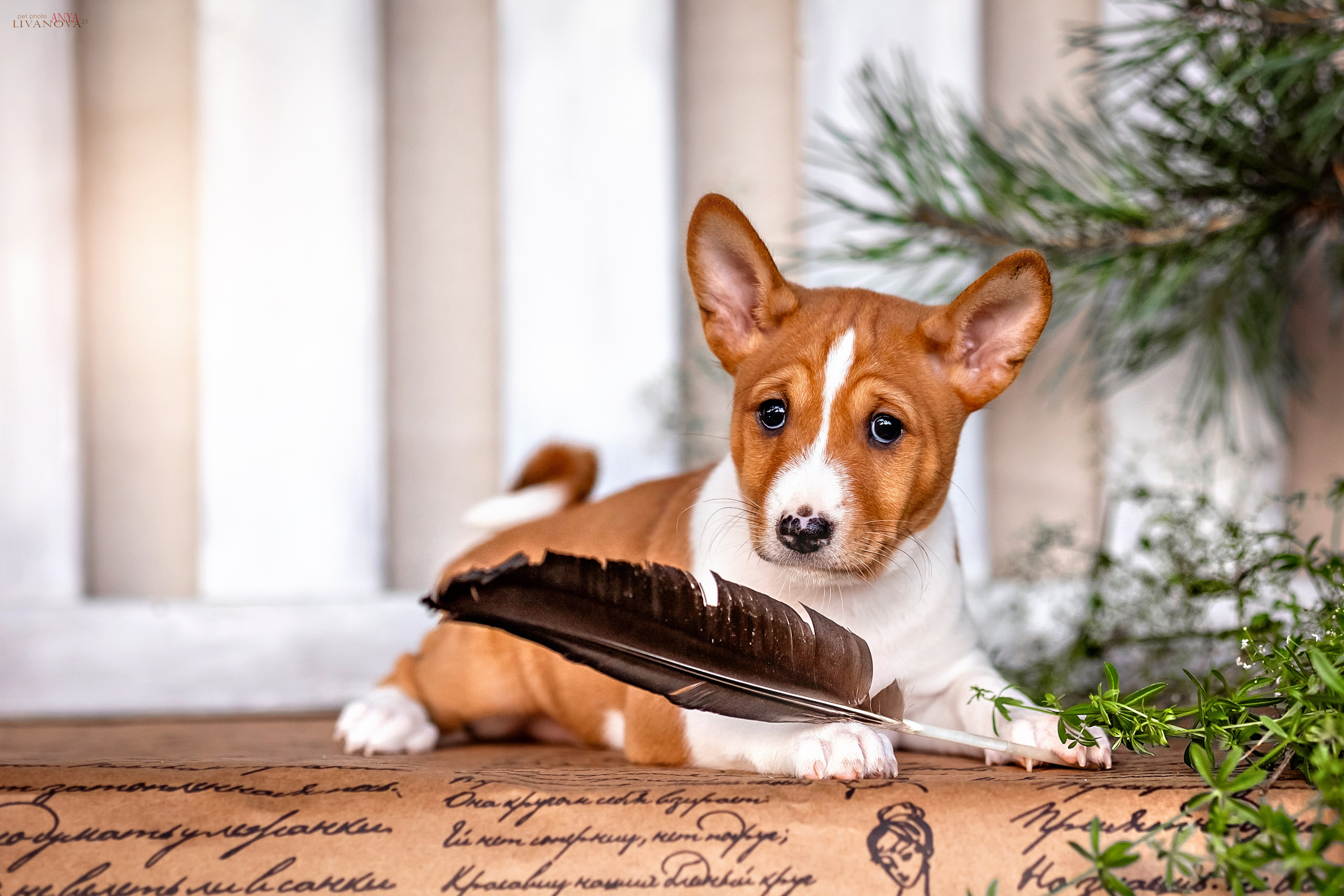 Басенджи. Фотограф анималист Аня Ливанова | Рыбинск