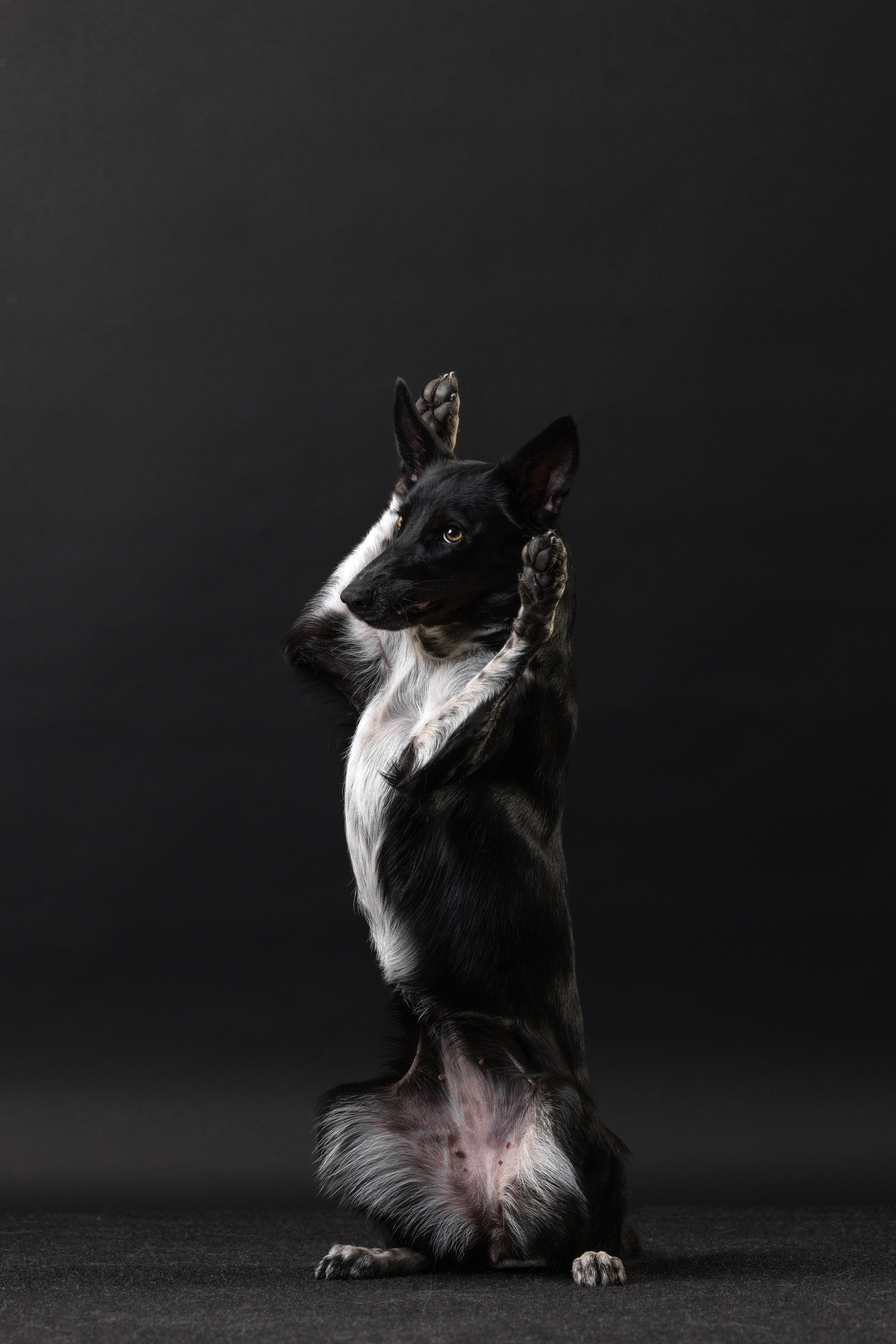 Бордер колли. Фотограф анималист Осипчикова Мария