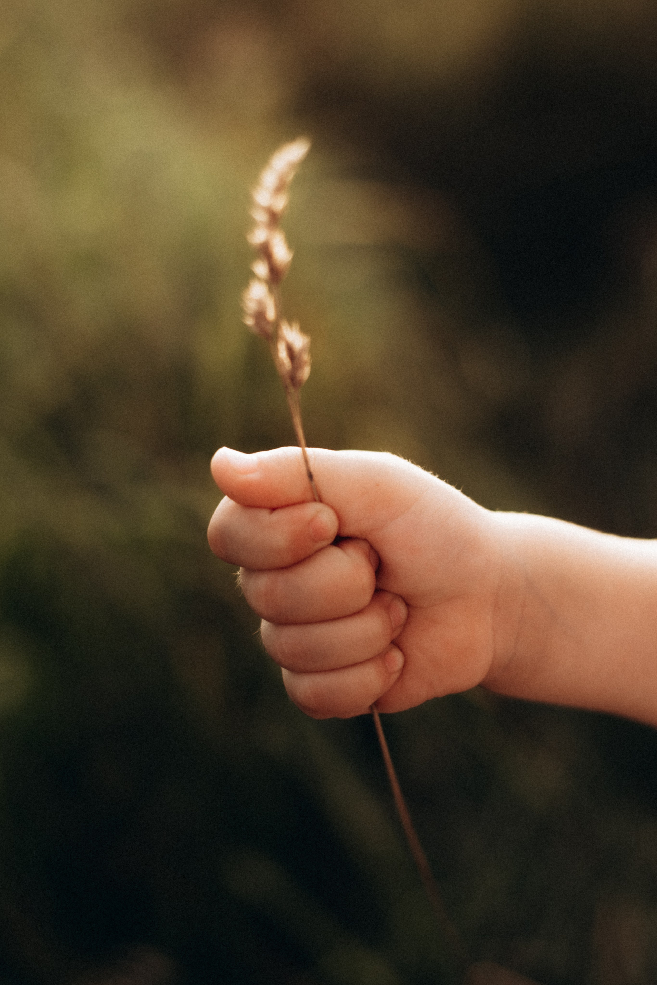 Семейная фотосессия на закате, Коломенский парк