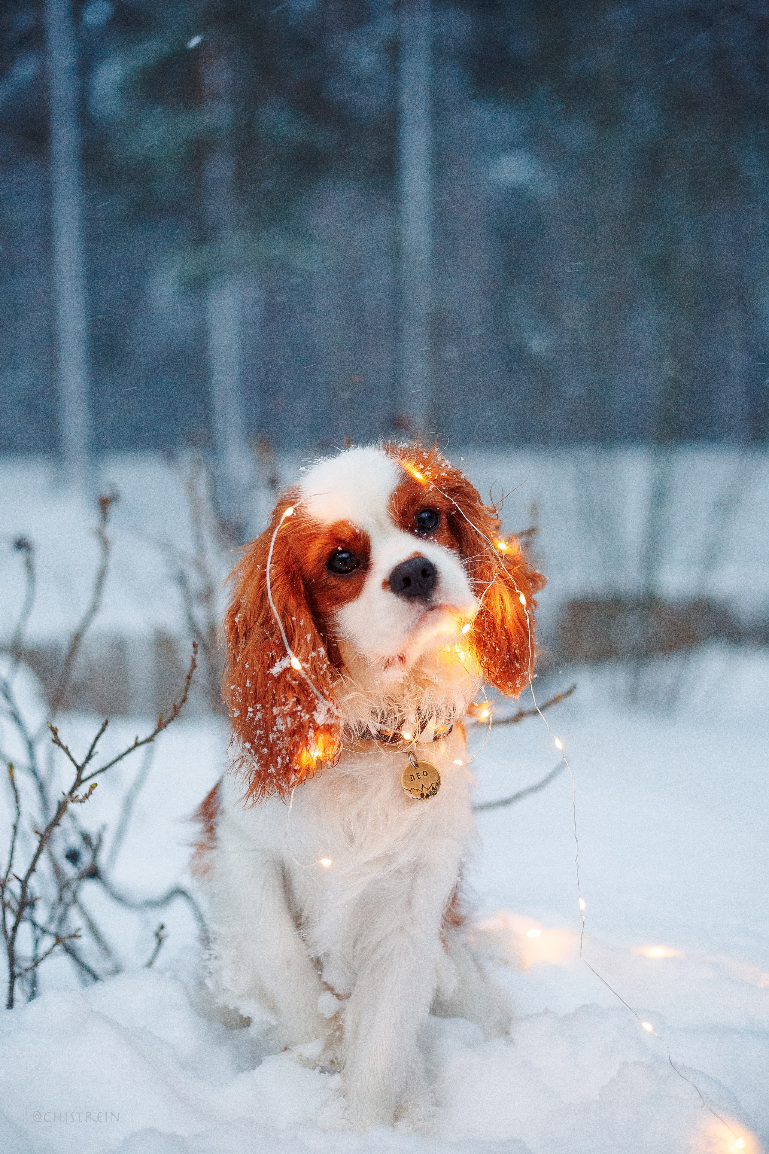 Внезапно апрельская зима. Фотограф-анималист Наталия Чистюхина в г. Сосновый Бор и ЛО