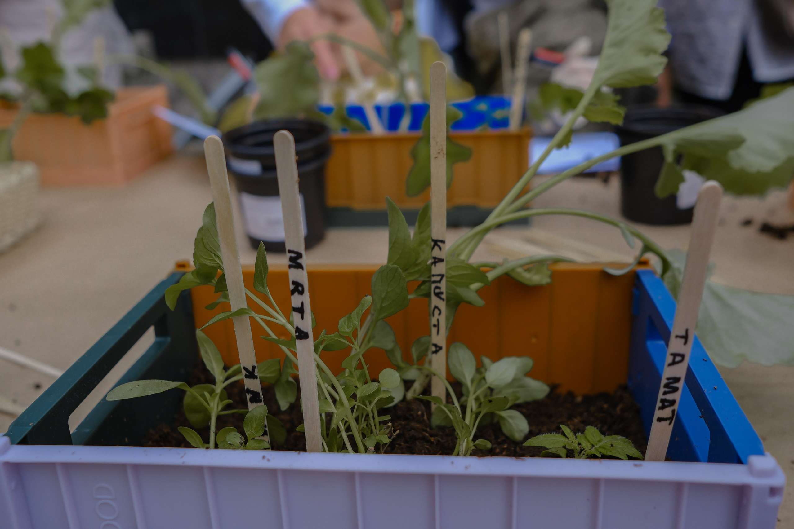 VeterFest 2023. Фотограф в Москве (готова приехать к вам в город)