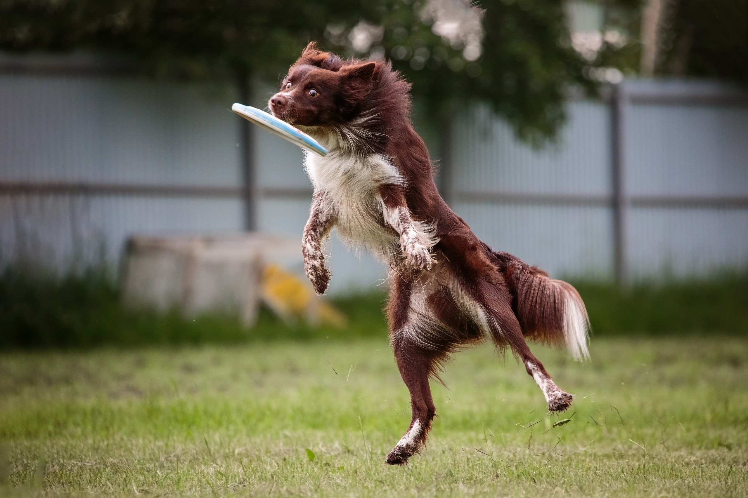 Дог-фризби. Irenephoto.ru