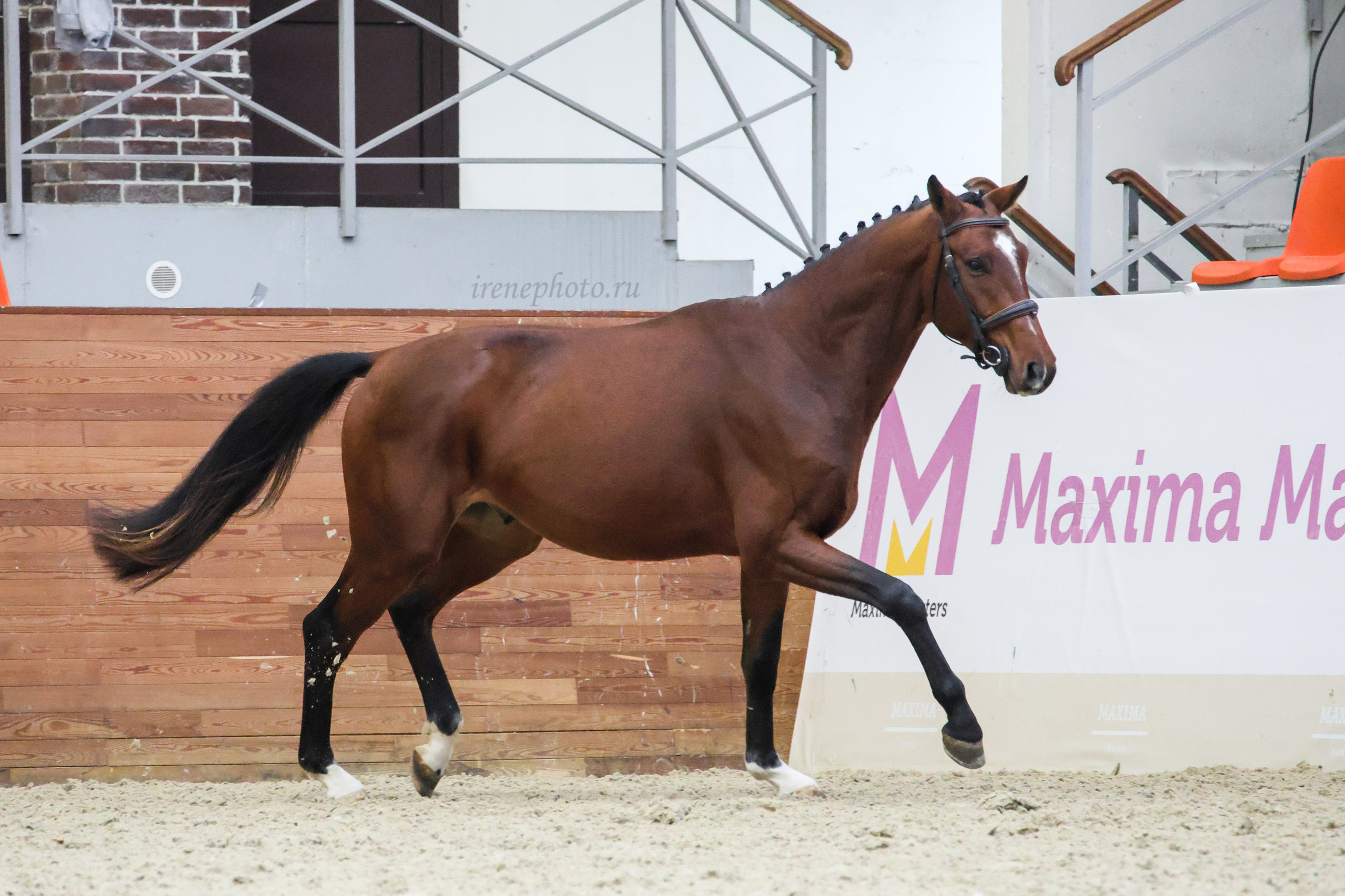 Конная Россия 2024. Irenephoto.ru