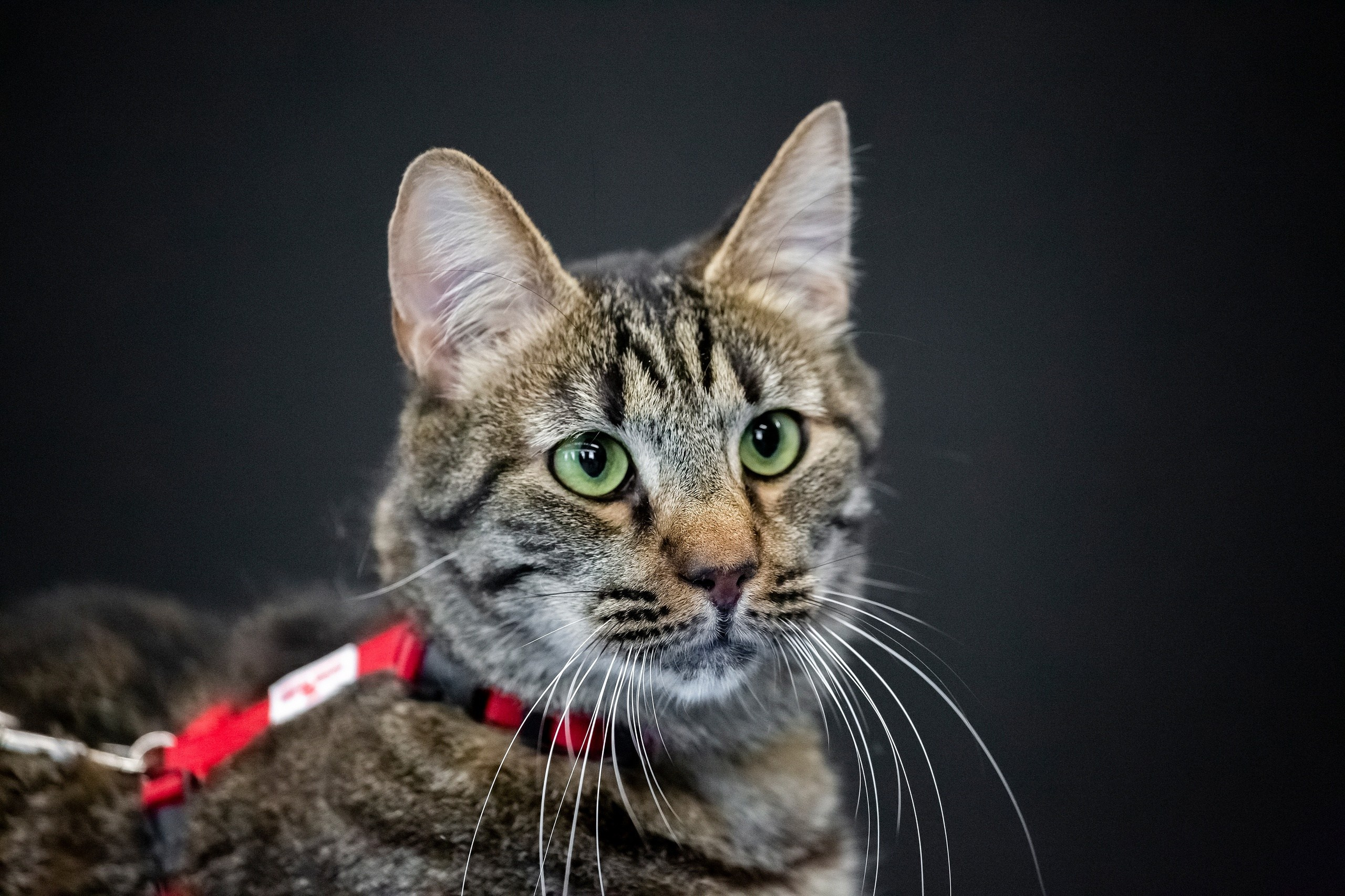 Кошки и котята в приютах. Irenephoto.ru