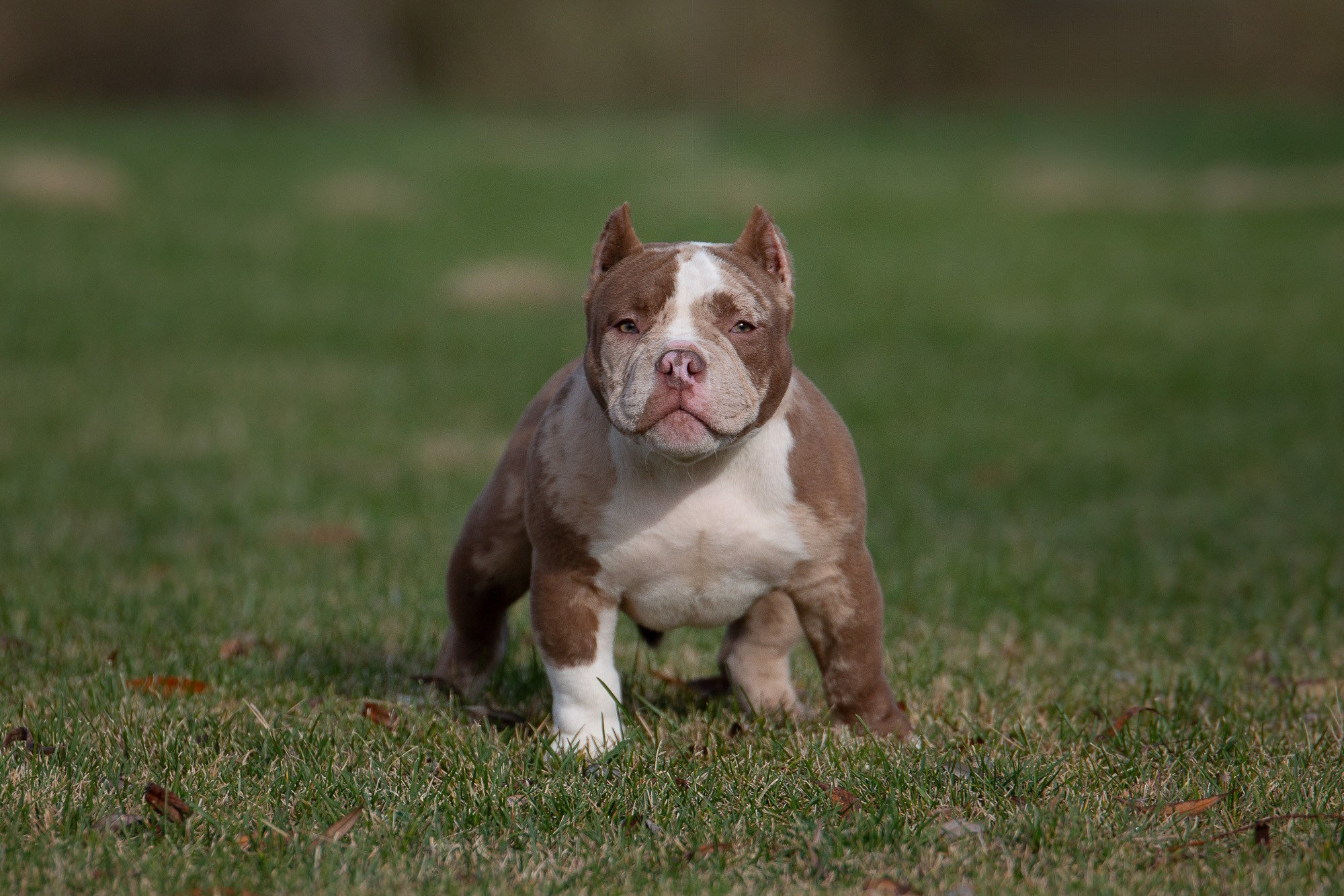 Американский Булли. Фотограф анималист, семейный фотограф, фотограф собак Комратова Мария. г. Москва