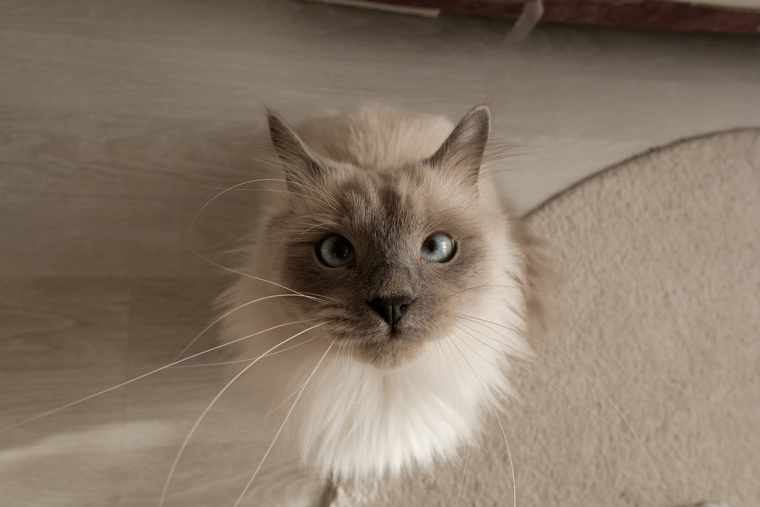 Полина, Коля и Саша. Свадебный фотограф в Пскове и Санкт-Петербурге | Анна Голикова