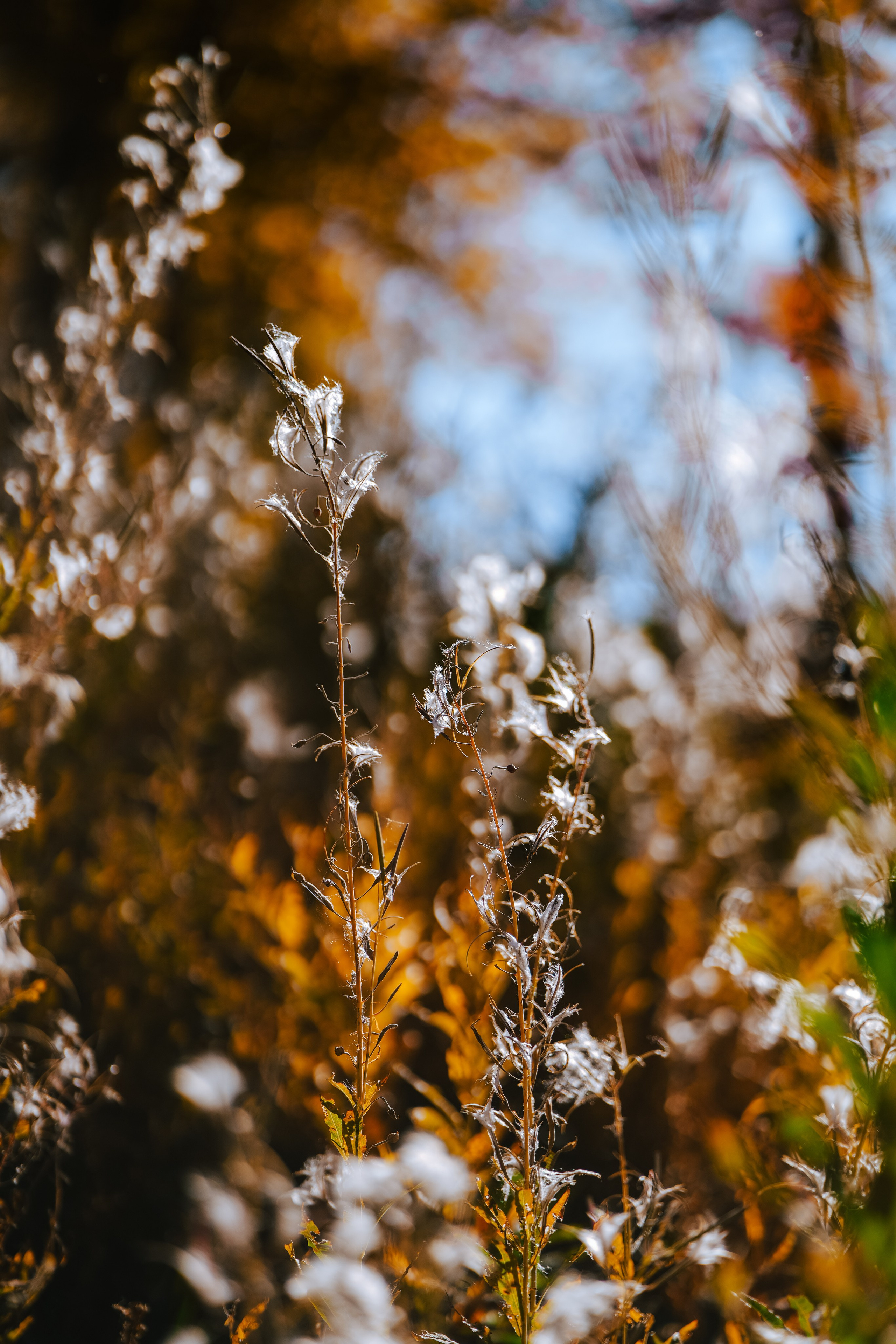 Роза Пик, тропа Турья ✽ Октябрь. Репортажный фотограф | Роза Хутор Красная Поляна Сочи Сириус