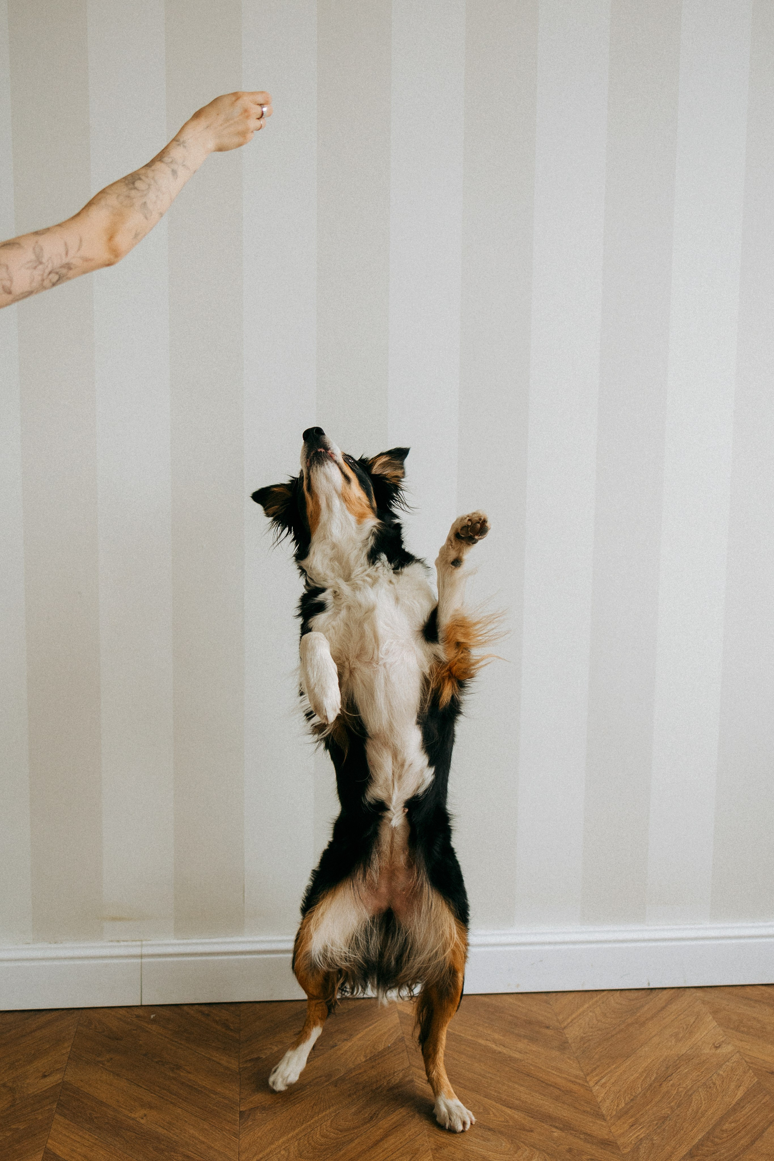 Цунами, Теон и Женя. Фотограф анималист Анастасия Пикей
