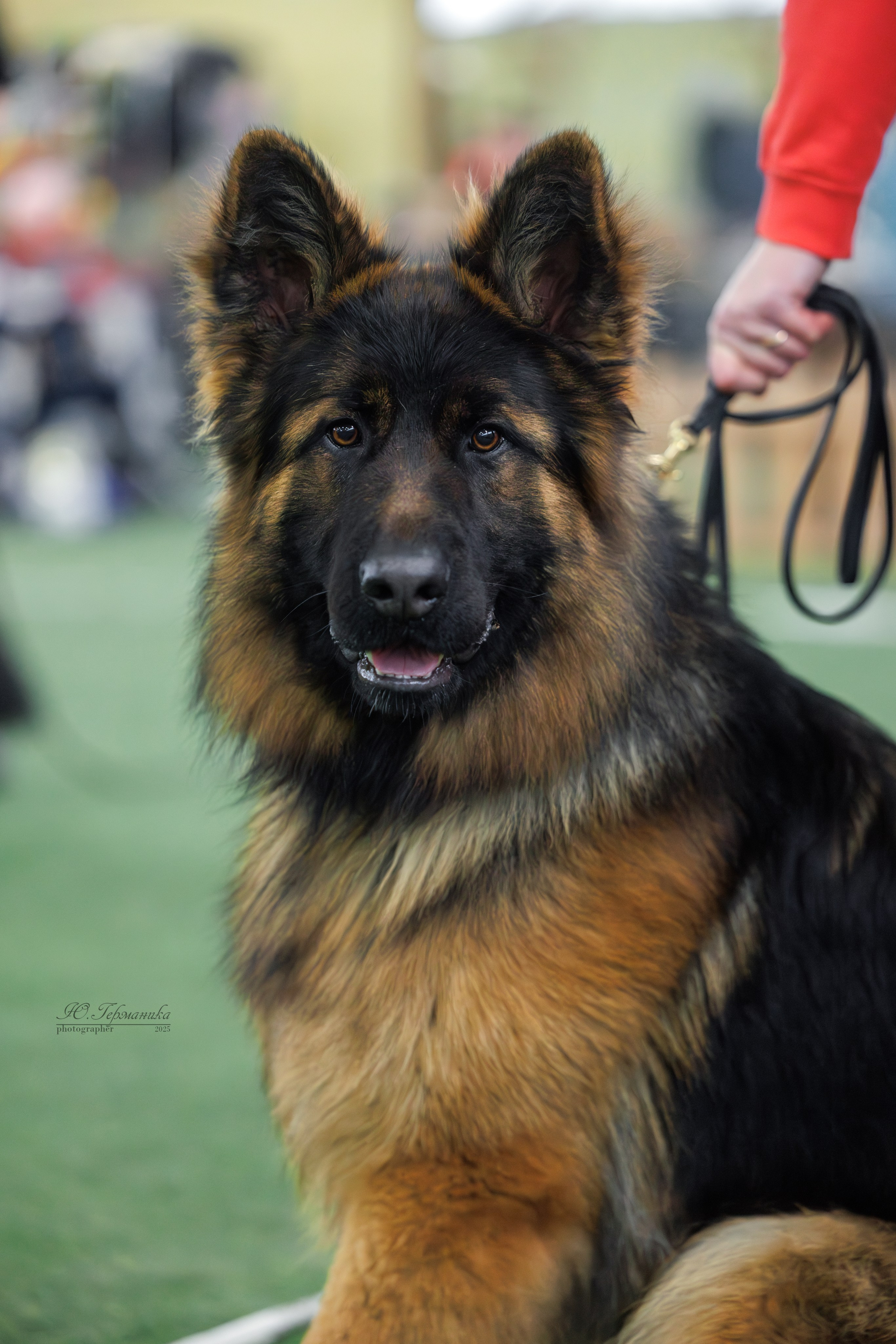 Гран-При 8.02.2025 и Крокус 09.02.2025. Фотограф-анималист Юлия Германика