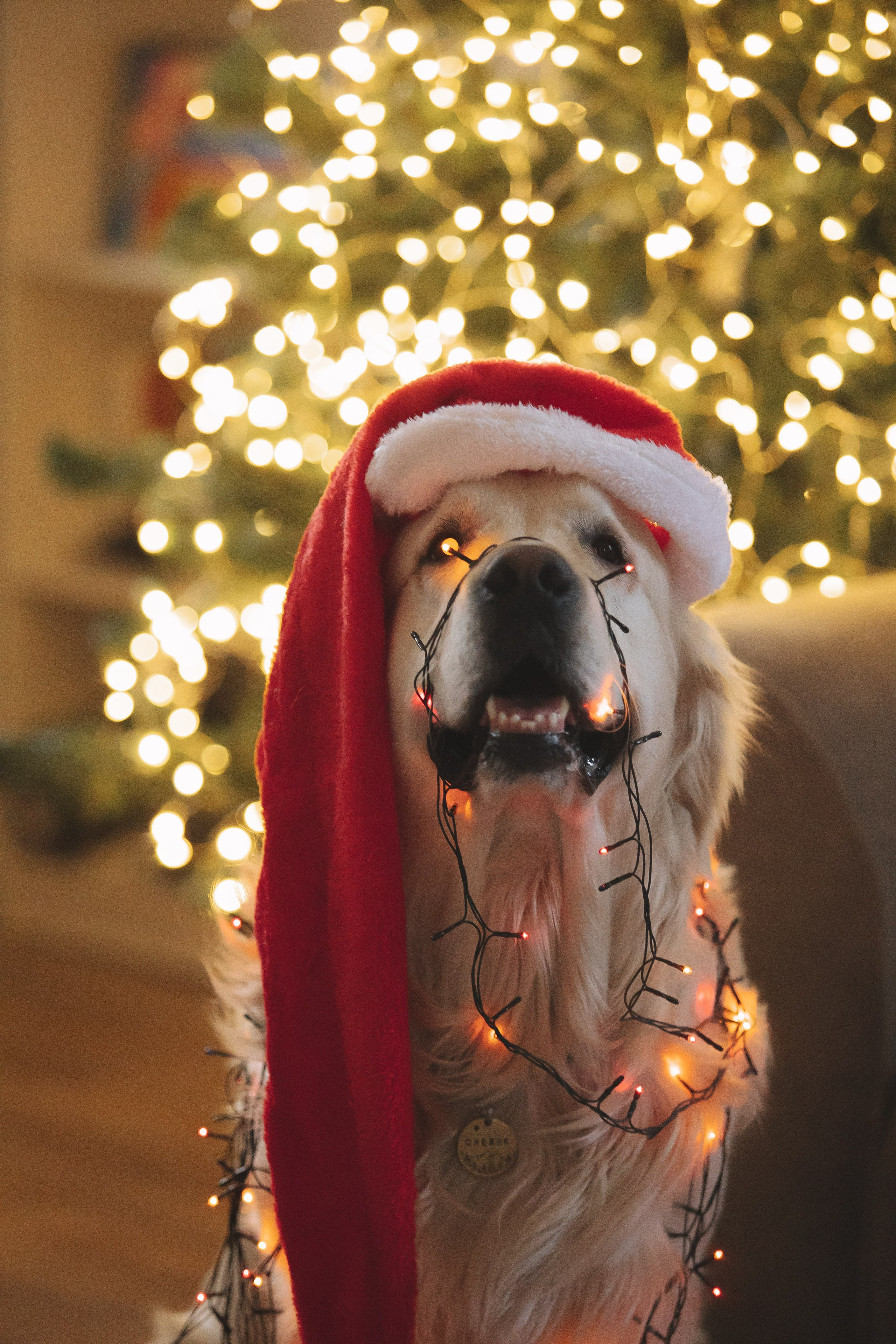 Снежик и Веста, НГ. Свадебный и женский фотограф