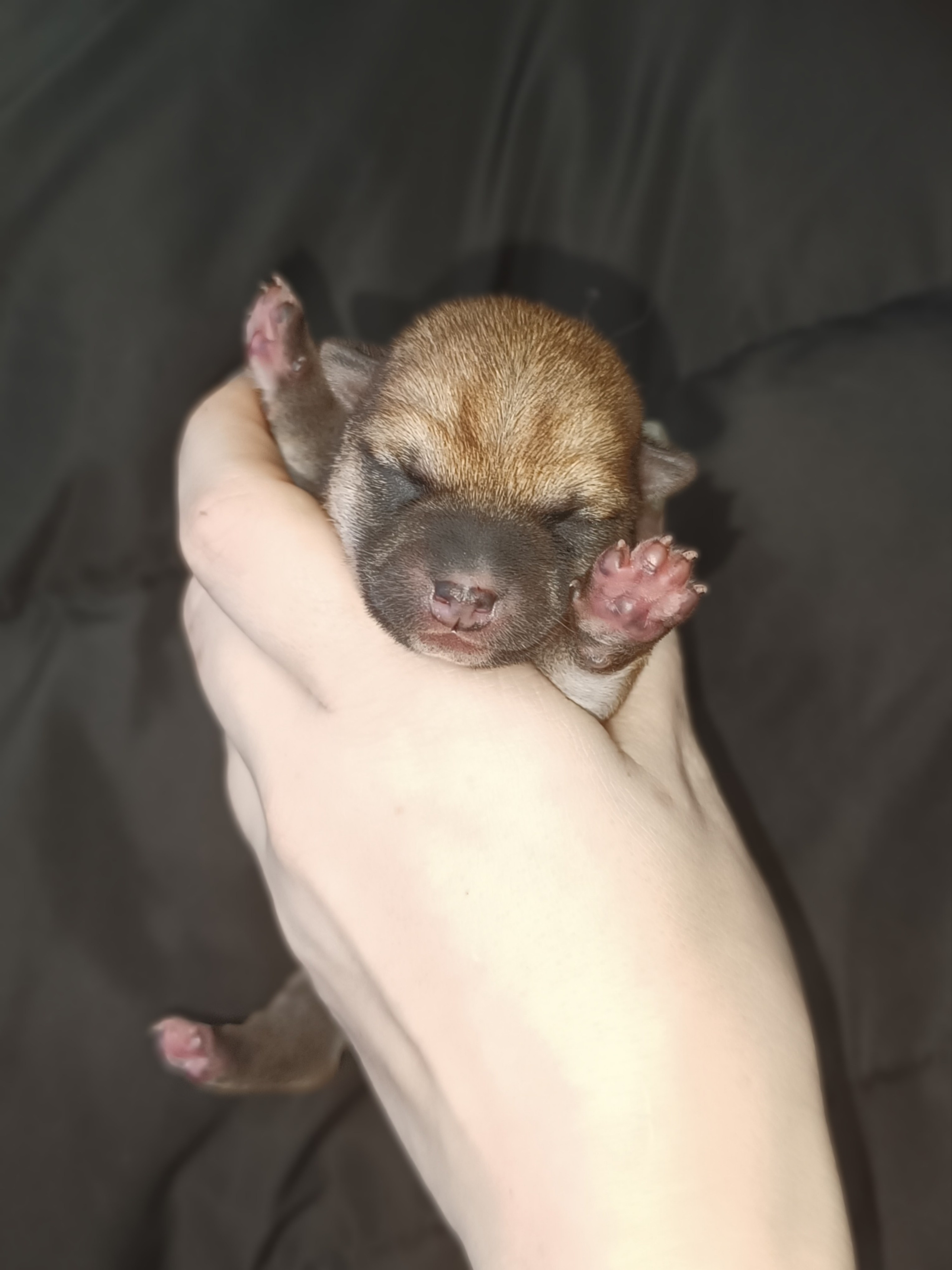 Rubylight Quincy. AMERICAN AKITA RUBYLIGHT KENNEL I SHIBA-INU