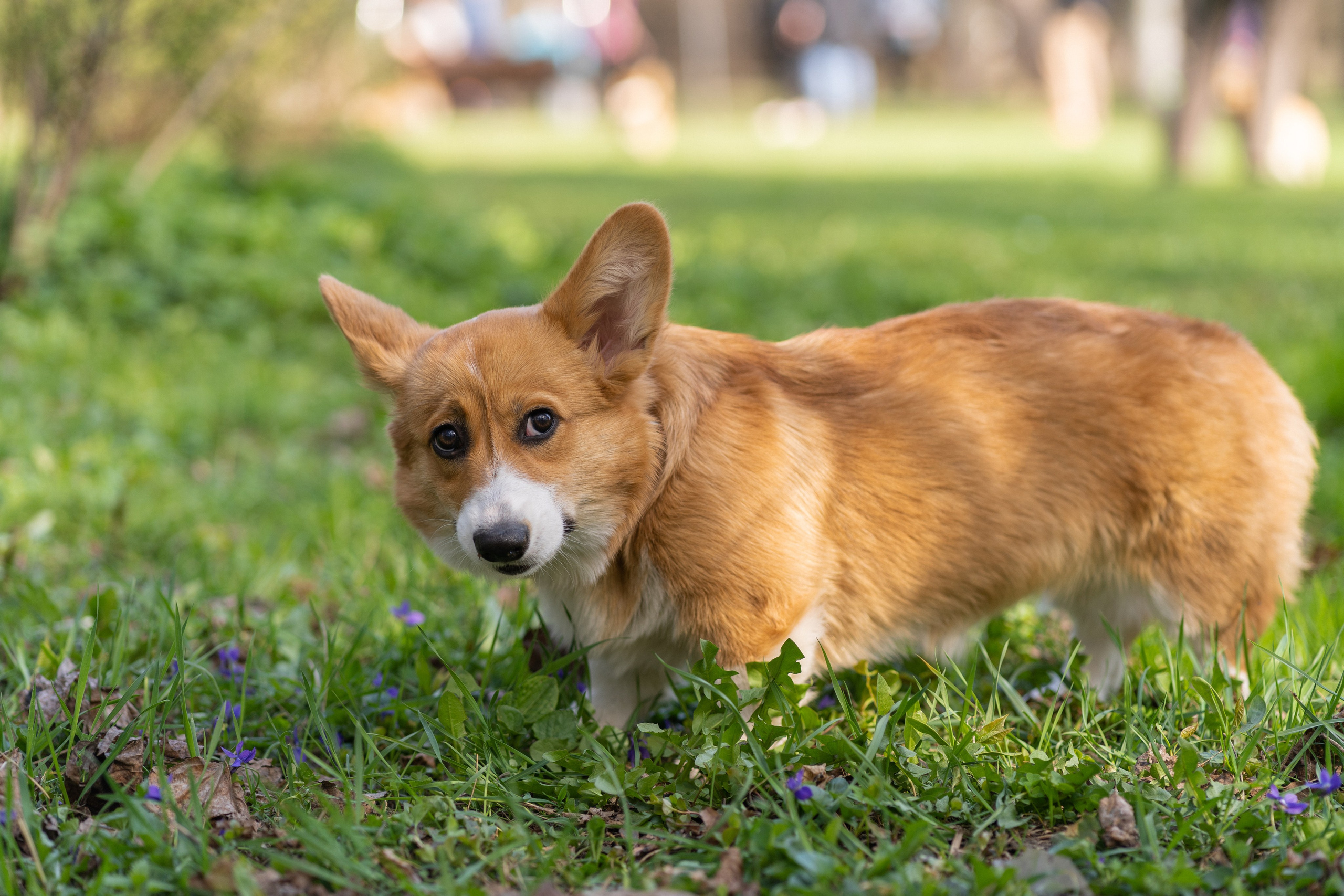 Саша, Настя, Луна. Свадебный фотограф в Москве Анна Полушина