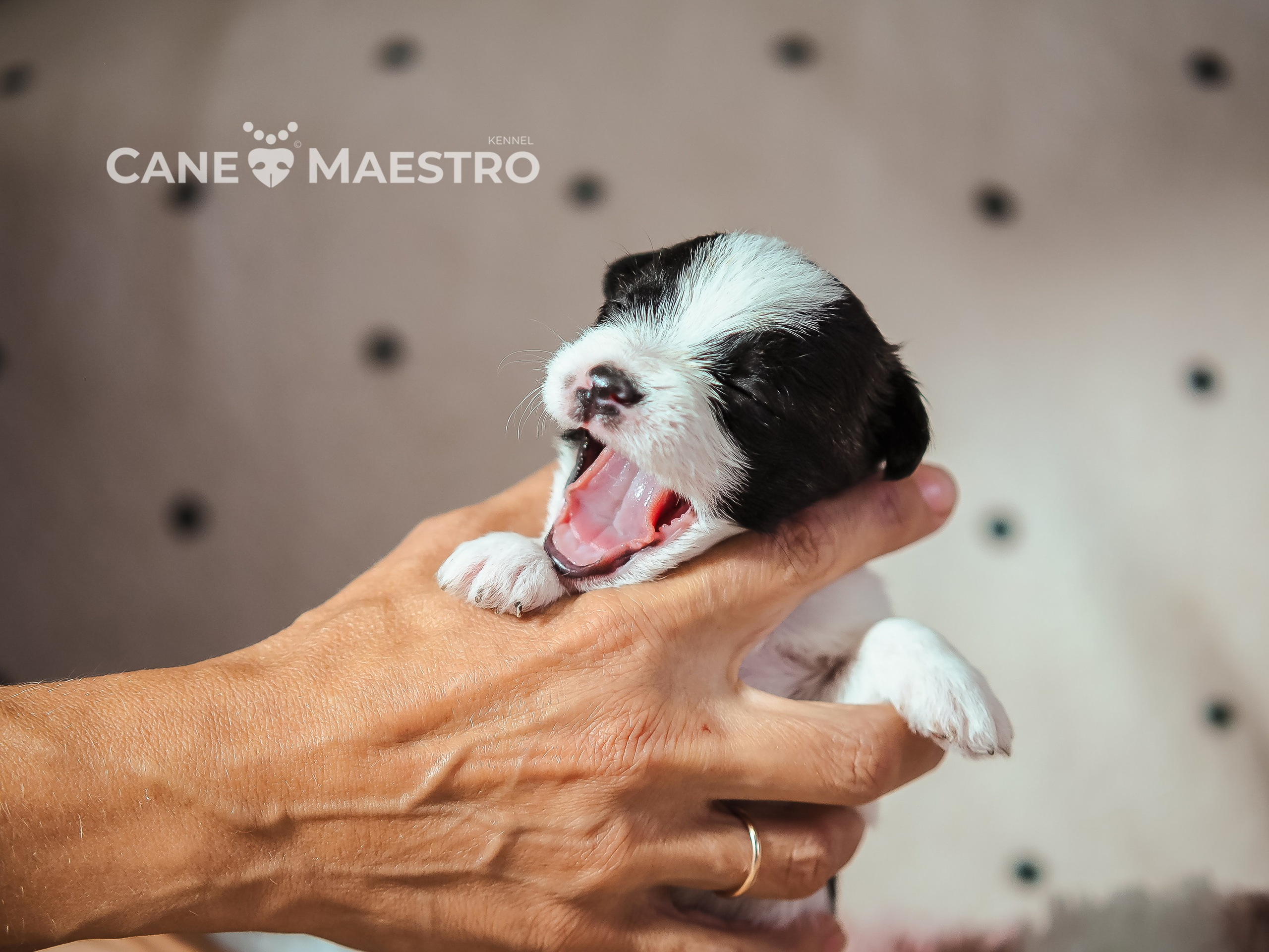 Бело-черная красавица джек-рассел-терьер. КАНЕ МАЭСТРО — питомник Джек рассел терьеров