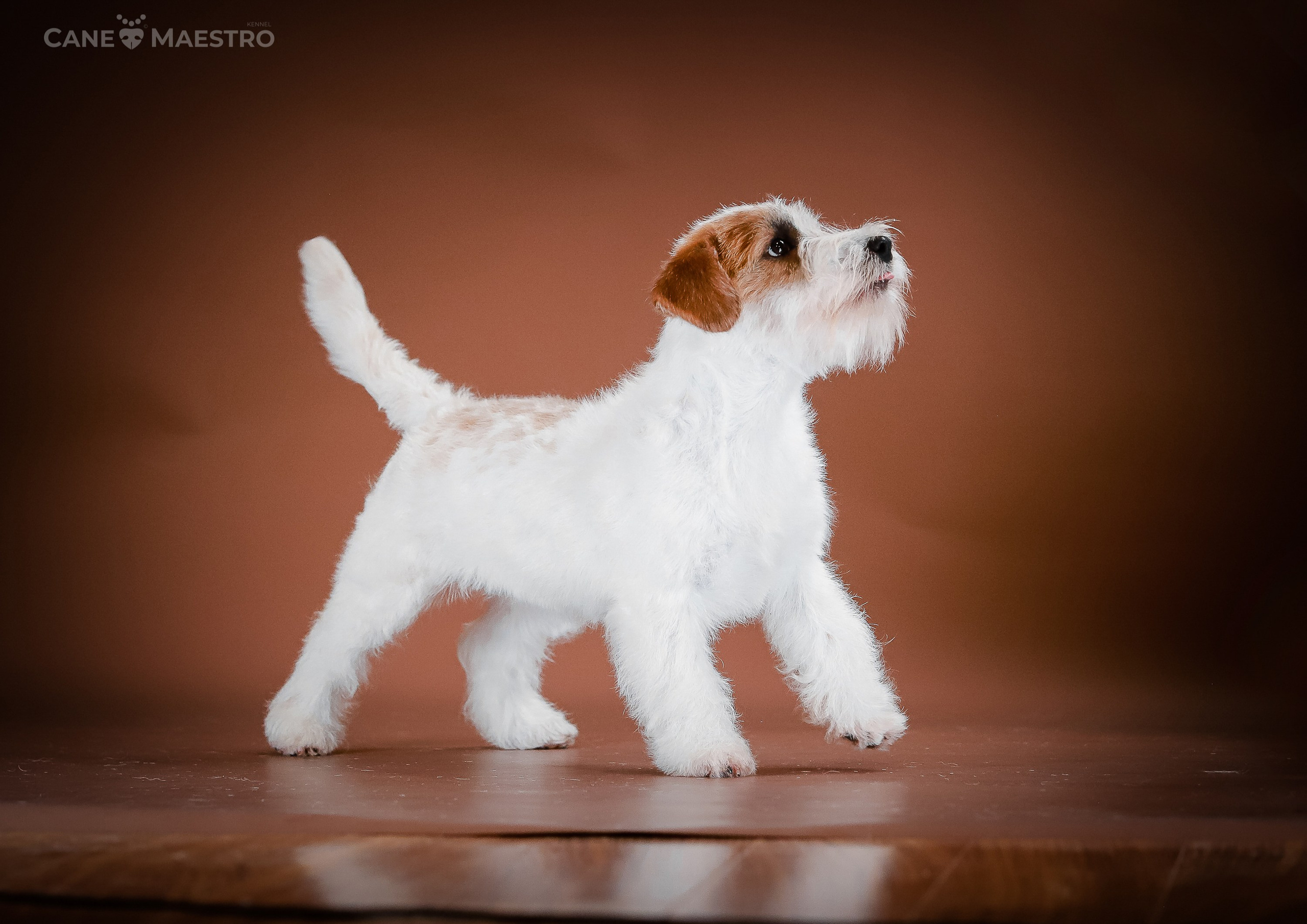Девочка бело-рыжего окраса. Монокль жесткошерстная джек рассел терьер. КАНЕ МАЭСТРО — питомник Джек рассел терьеров