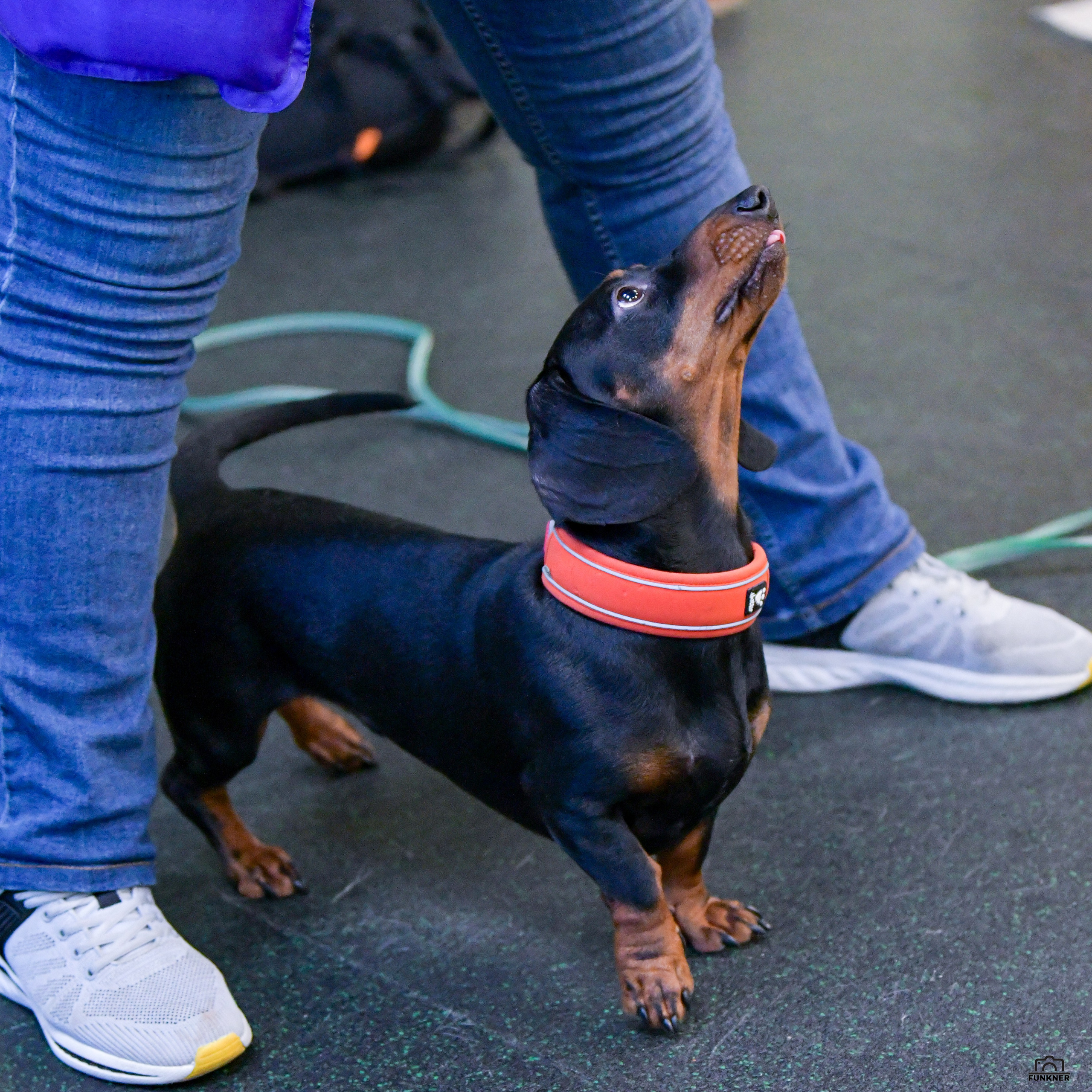 Кинологический клуб «Бодрый хвост». Свой взгляд через объектив