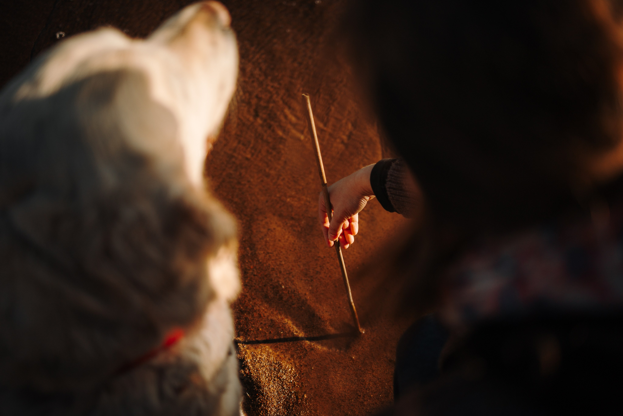 Катя и ее девочки. Фотограф — Анималист | Санкт-Петербург