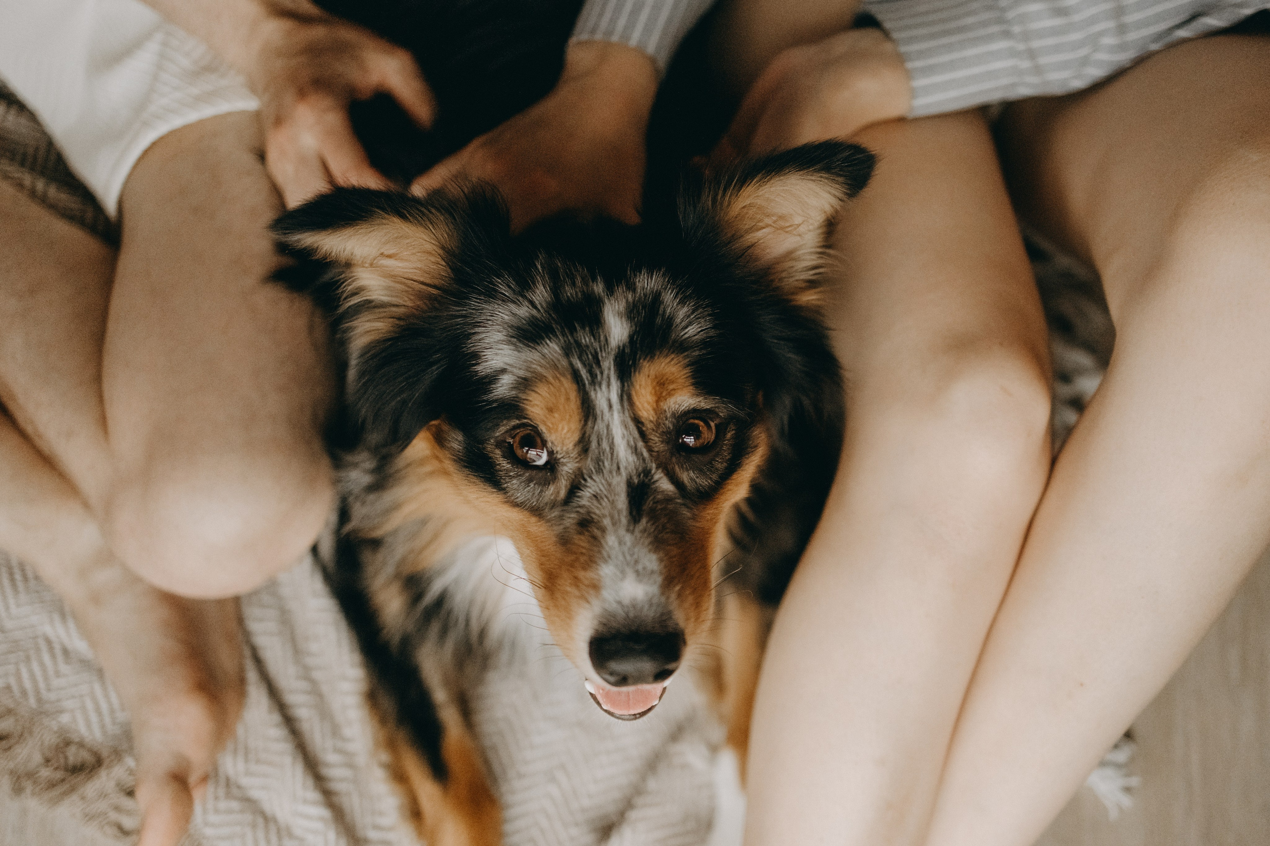 Настя, Никита и их Гром и Мяу. Фотограф — Анималист | Санкт-Петербург