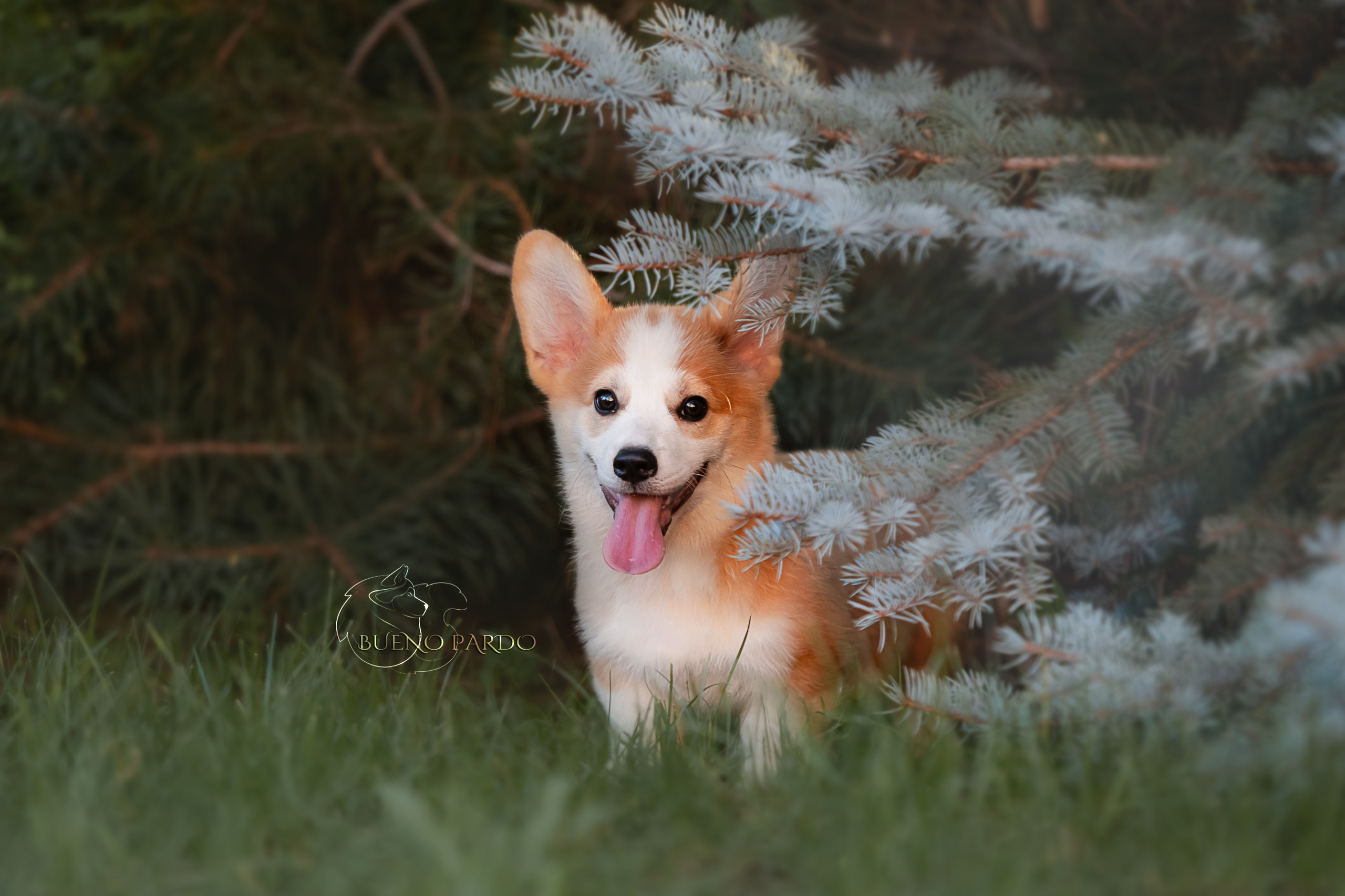 Щенки вельш корги пемброк из питомника. Питомник собак Акита, Хаски, Корги