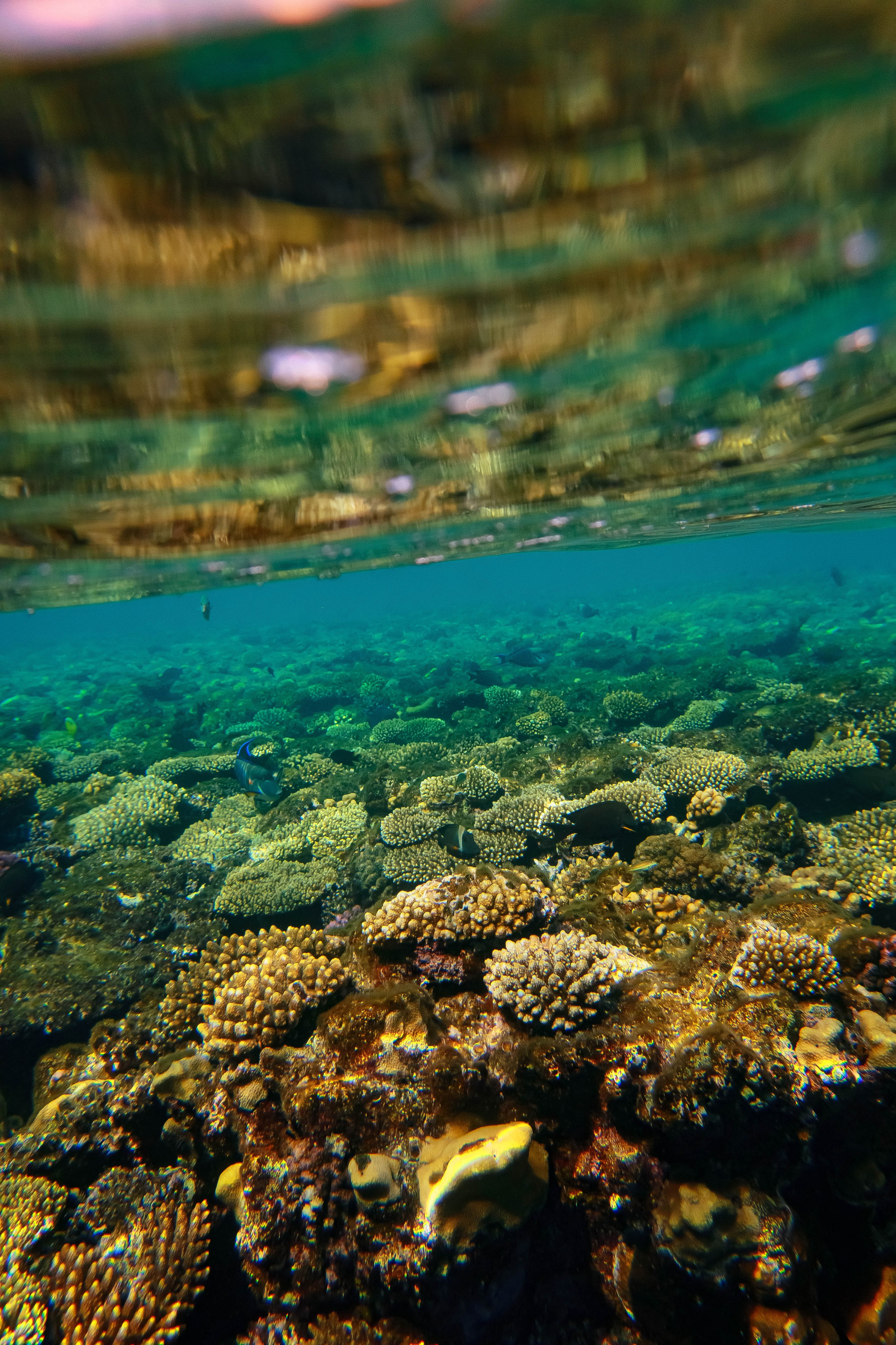 Fish. Фотограф Светлана Голицына