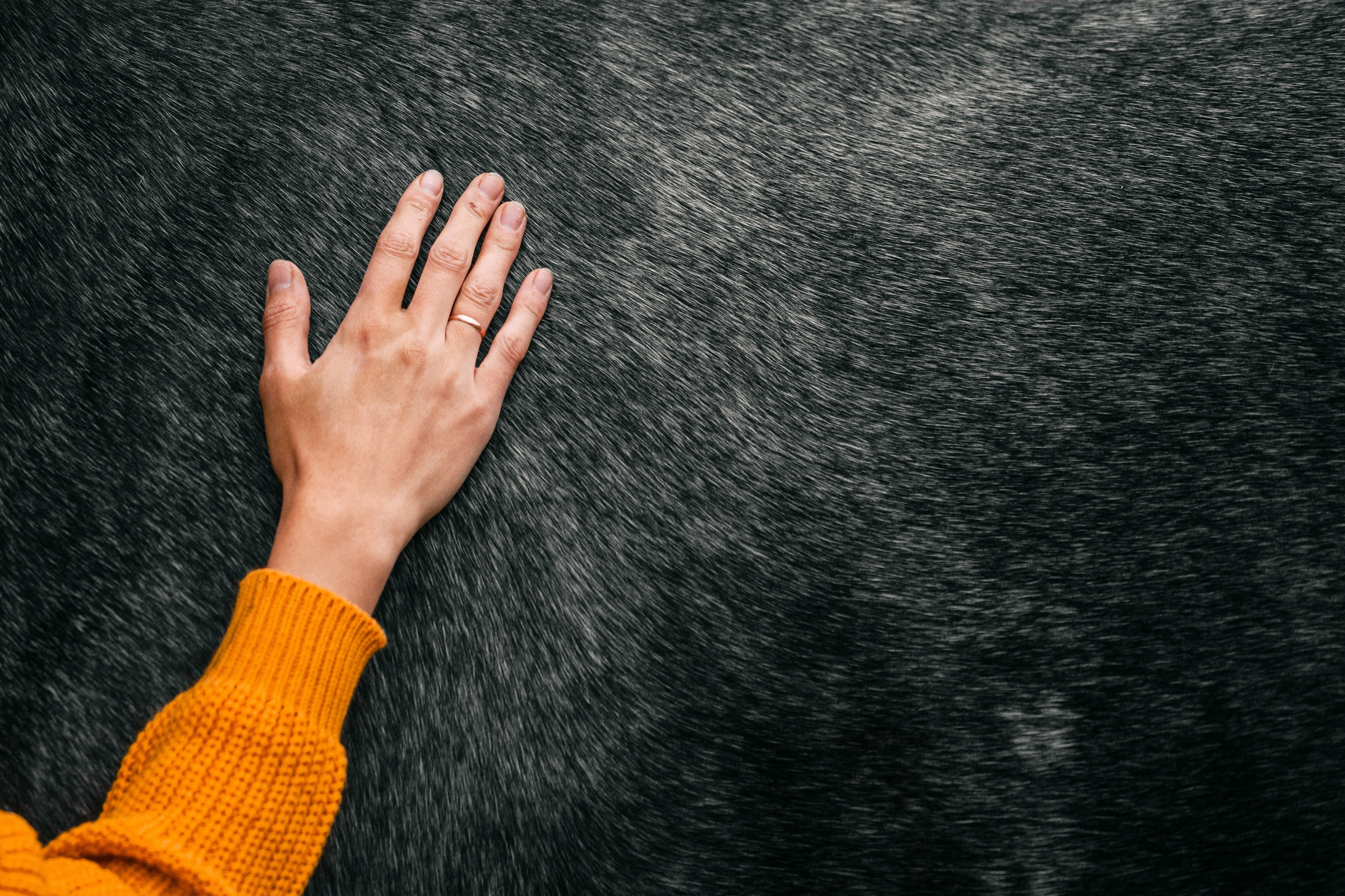 Аня и Джози. Фотограф-анималист Татьяна Степанова