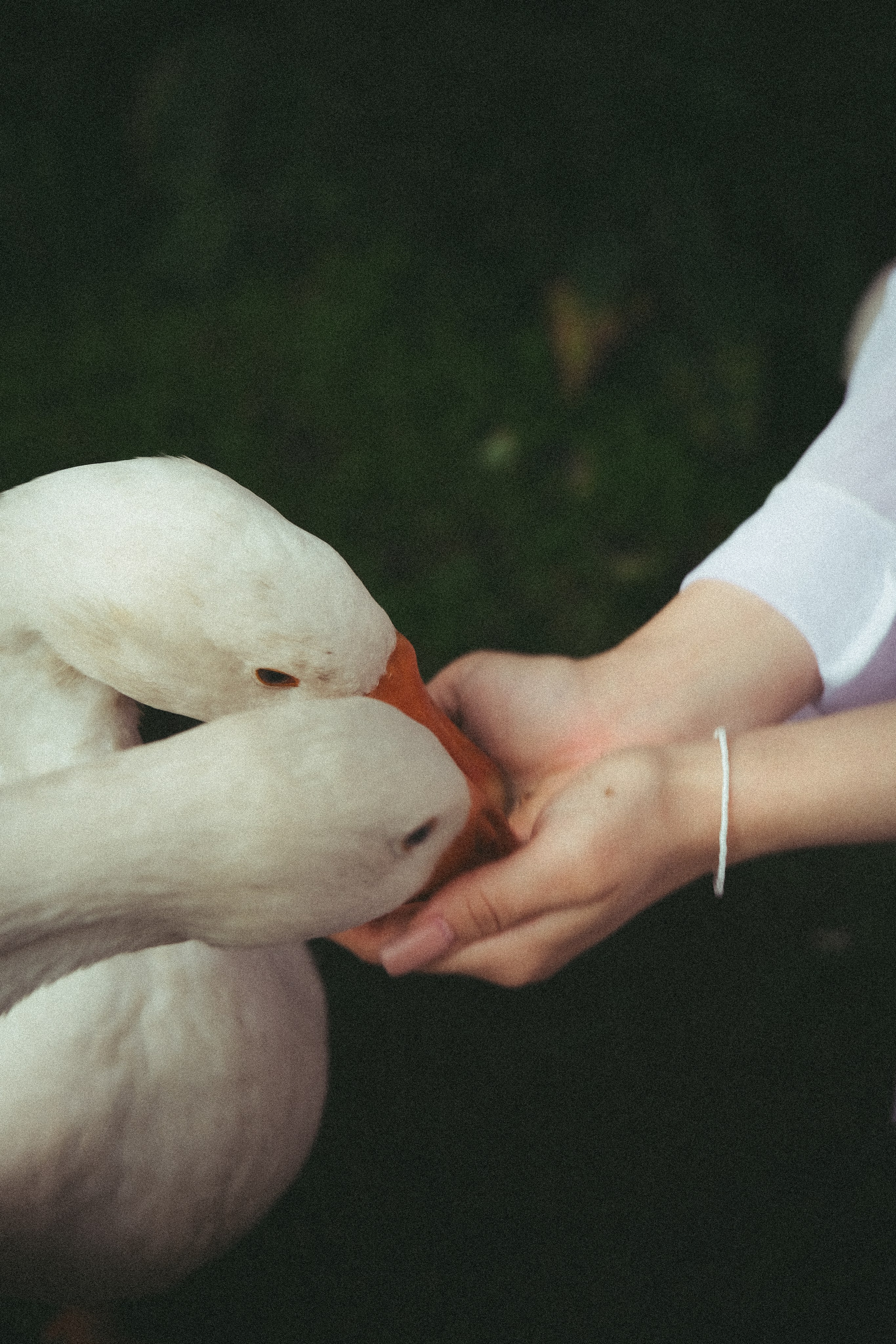 Sophy. Фотограф Антон Токарев | Екатеринбург