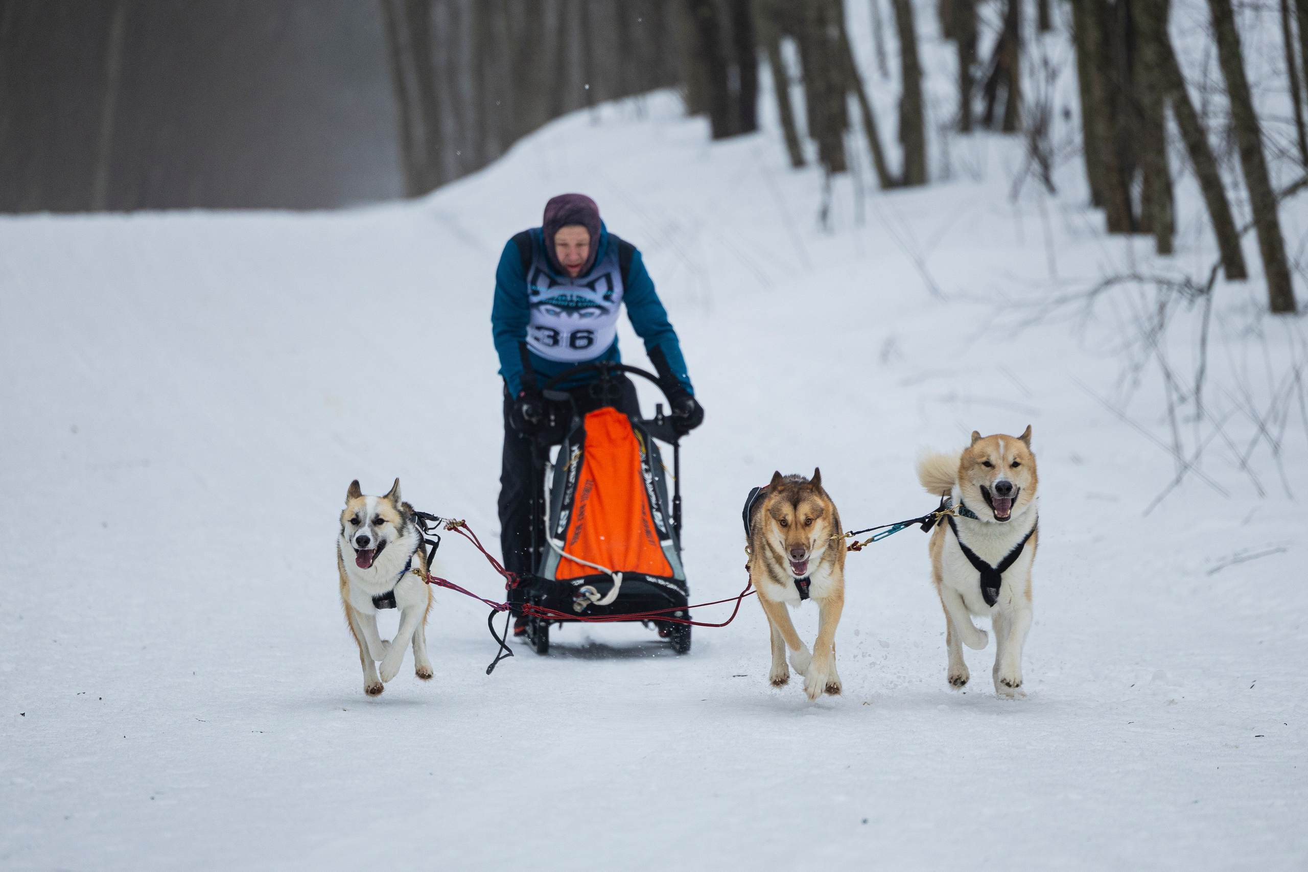 Зимний Чемпионат Санкт-Петербурга по ездовому спорту. Фотограф-анималист Анна Маринич