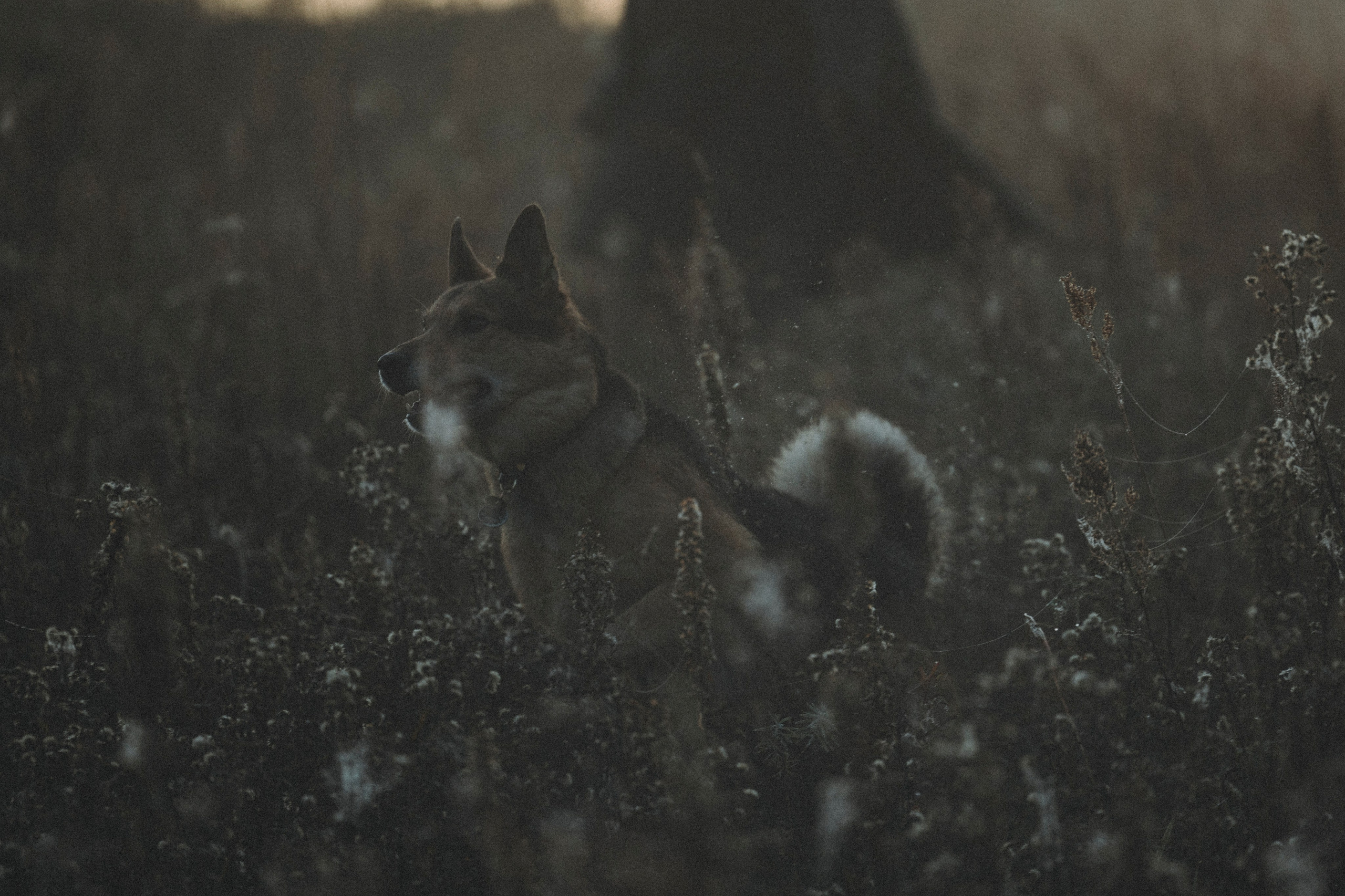 Света и Ричик. Фотограф-анималист Анна Маринич