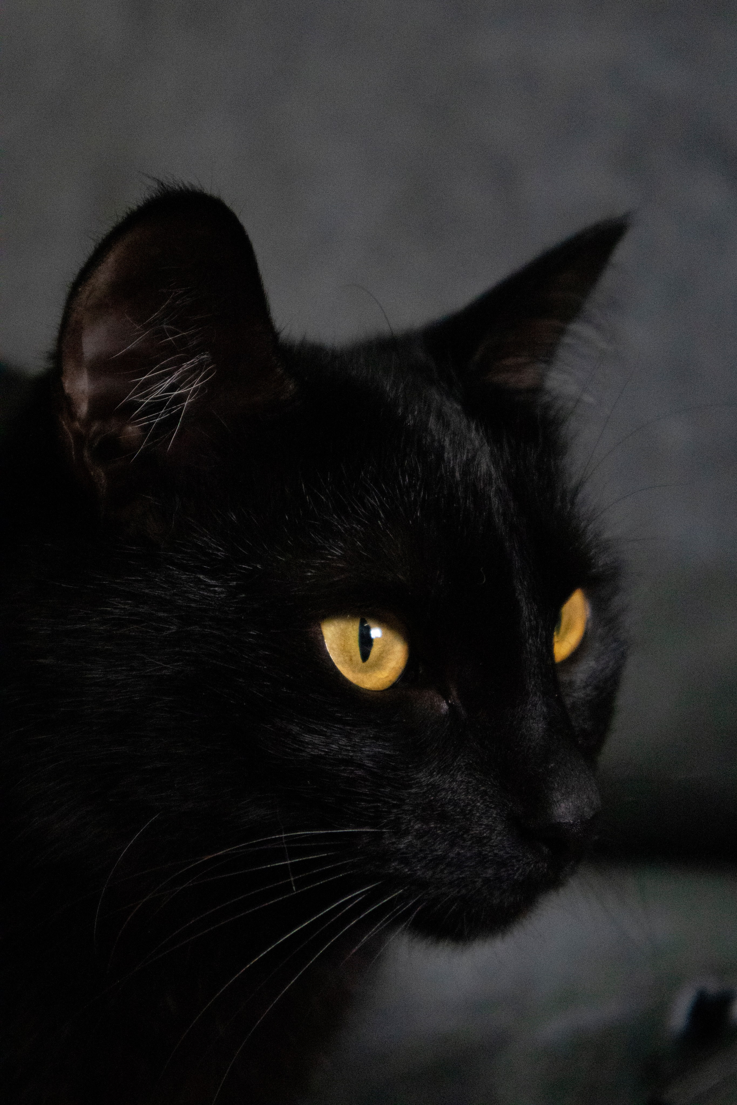 Животные. Фотограф Красноярск | Касьянова Мира