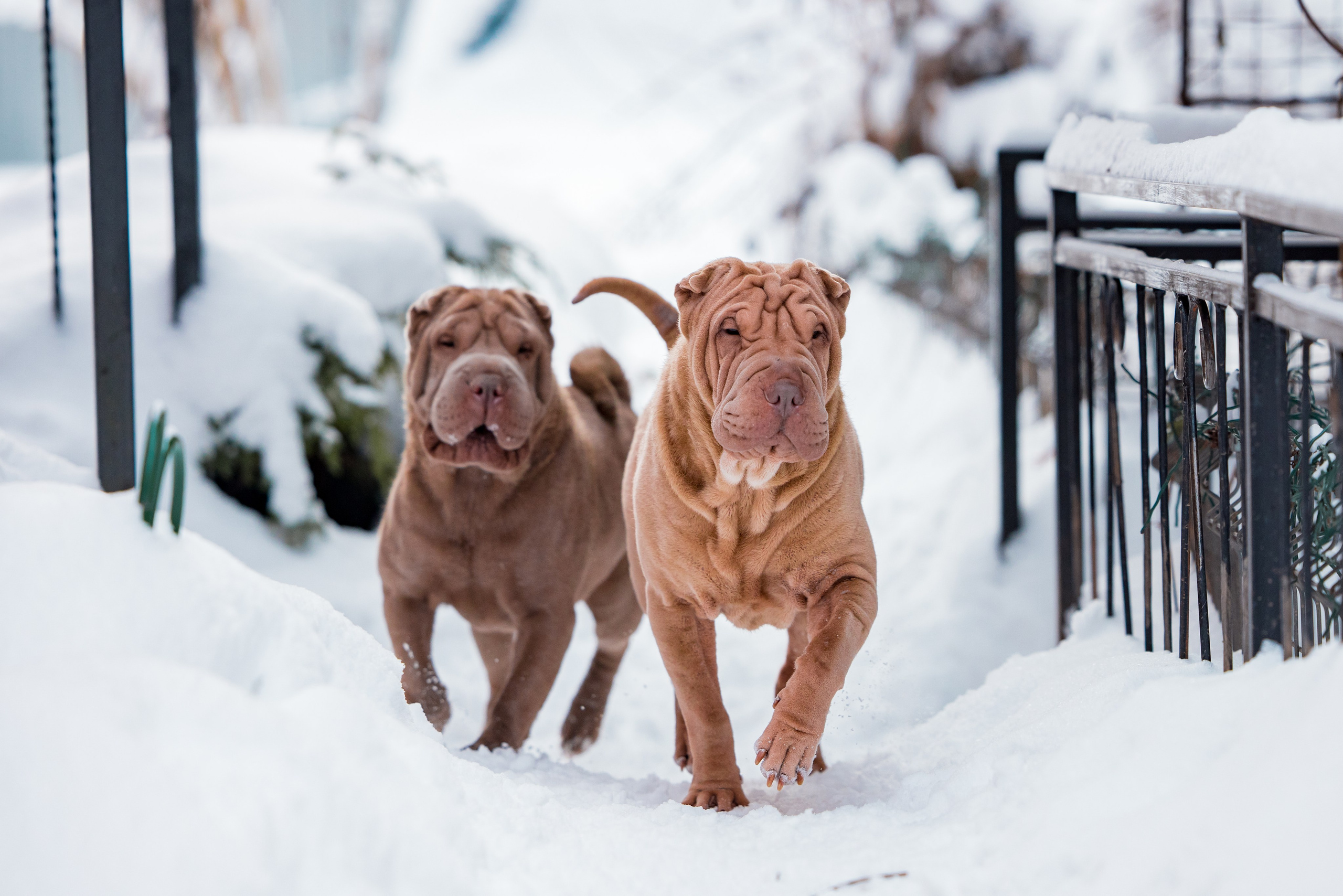 В гостях у шарпеев 16.01.2024. Фотограф-анималист Юлия Германика