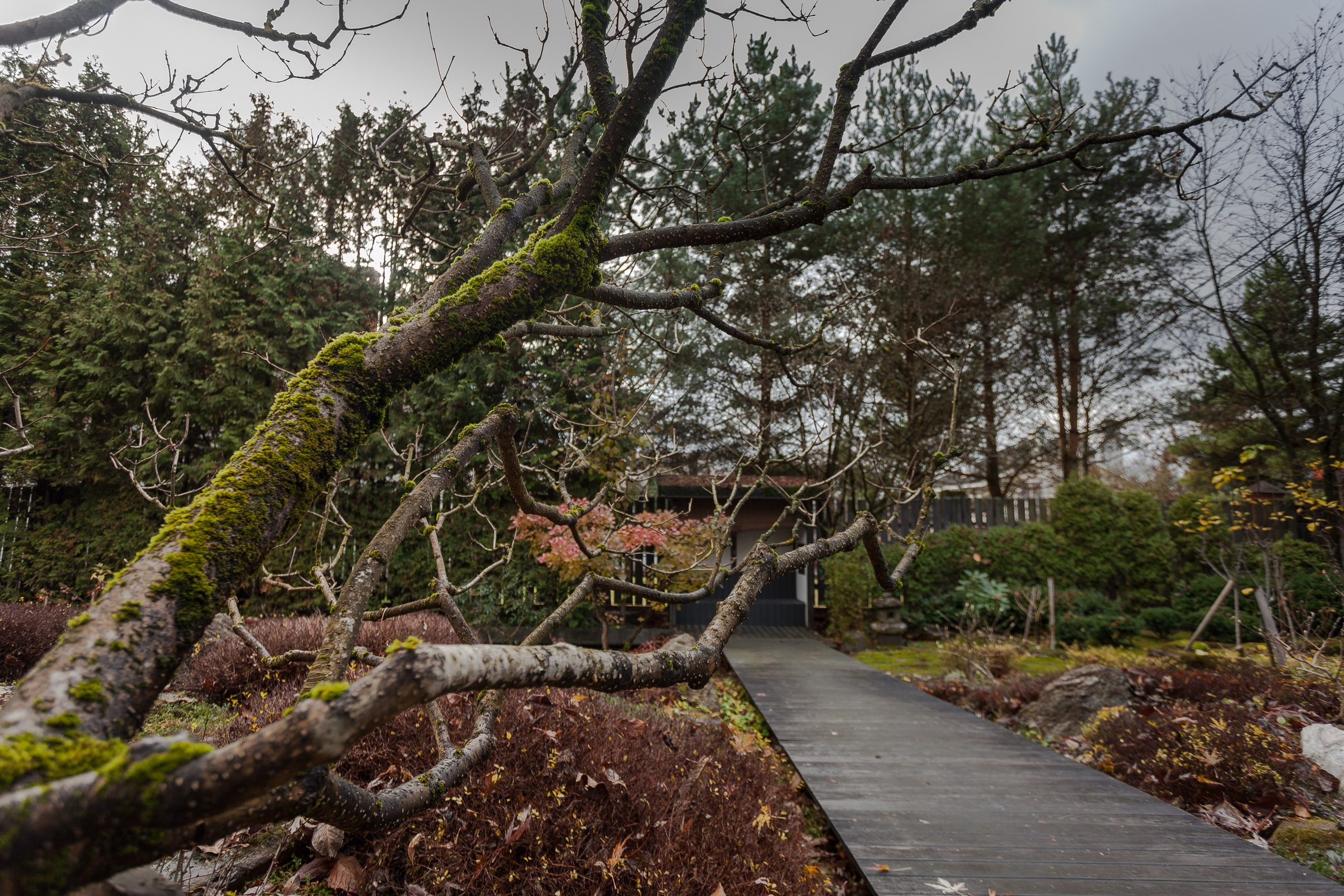 Личный сад Елены Асташкиной (осень). Фотограф Виталий Туманов. Туманов Виталий — фотограф Москва