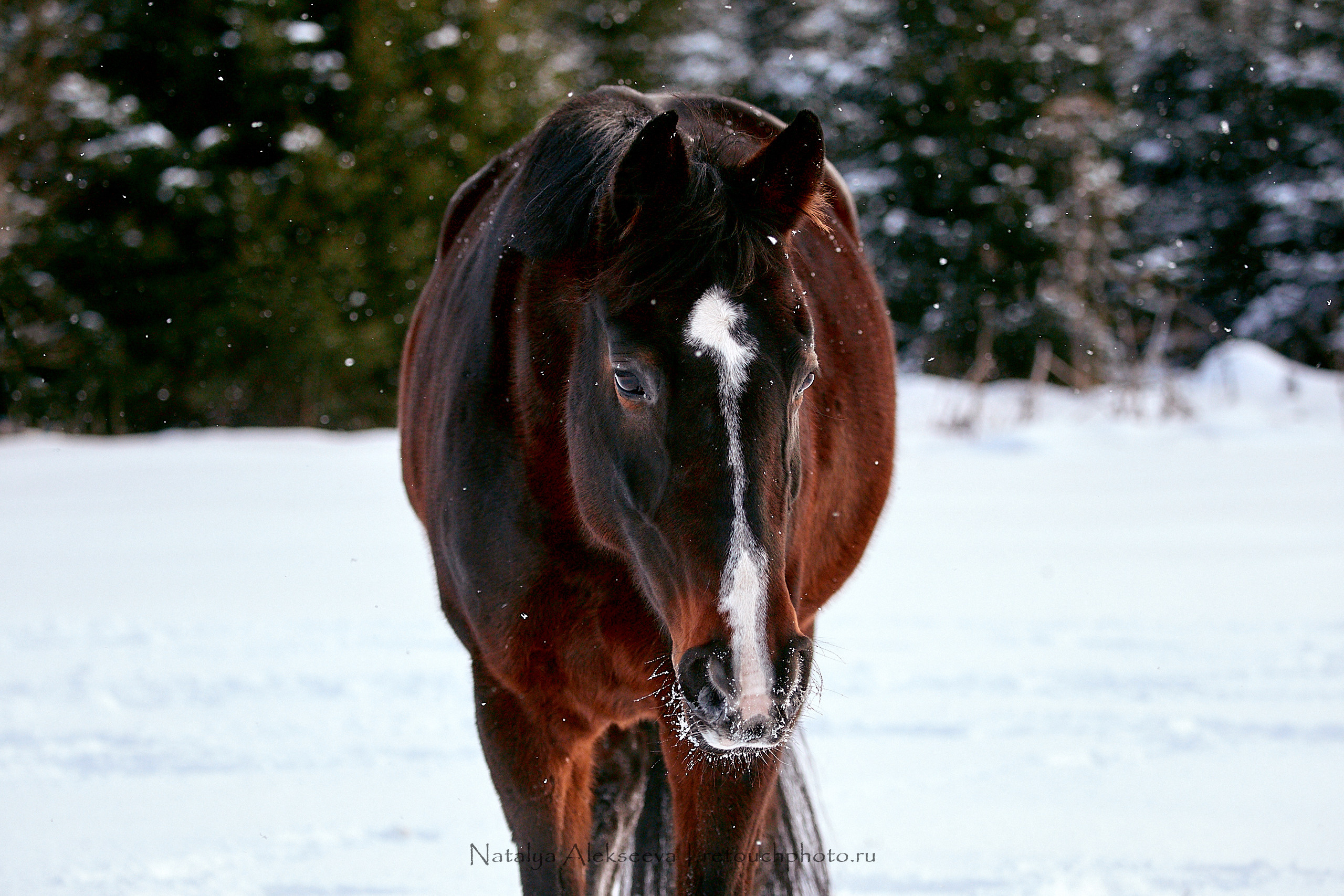 Конный клуб «Гелиос». Репортажный фотограф и ретушер в Москве Наталья Алексеева