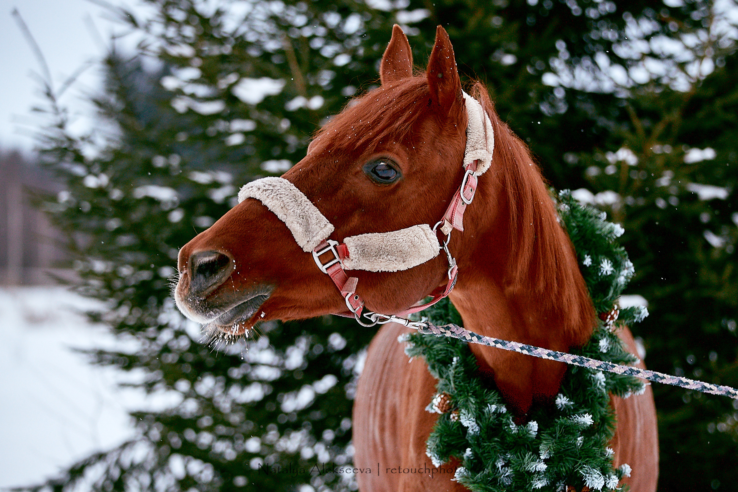 Конный клуб «Гелиос». Репортажный фотограф и ретушер в Москве Наталья Алексеева