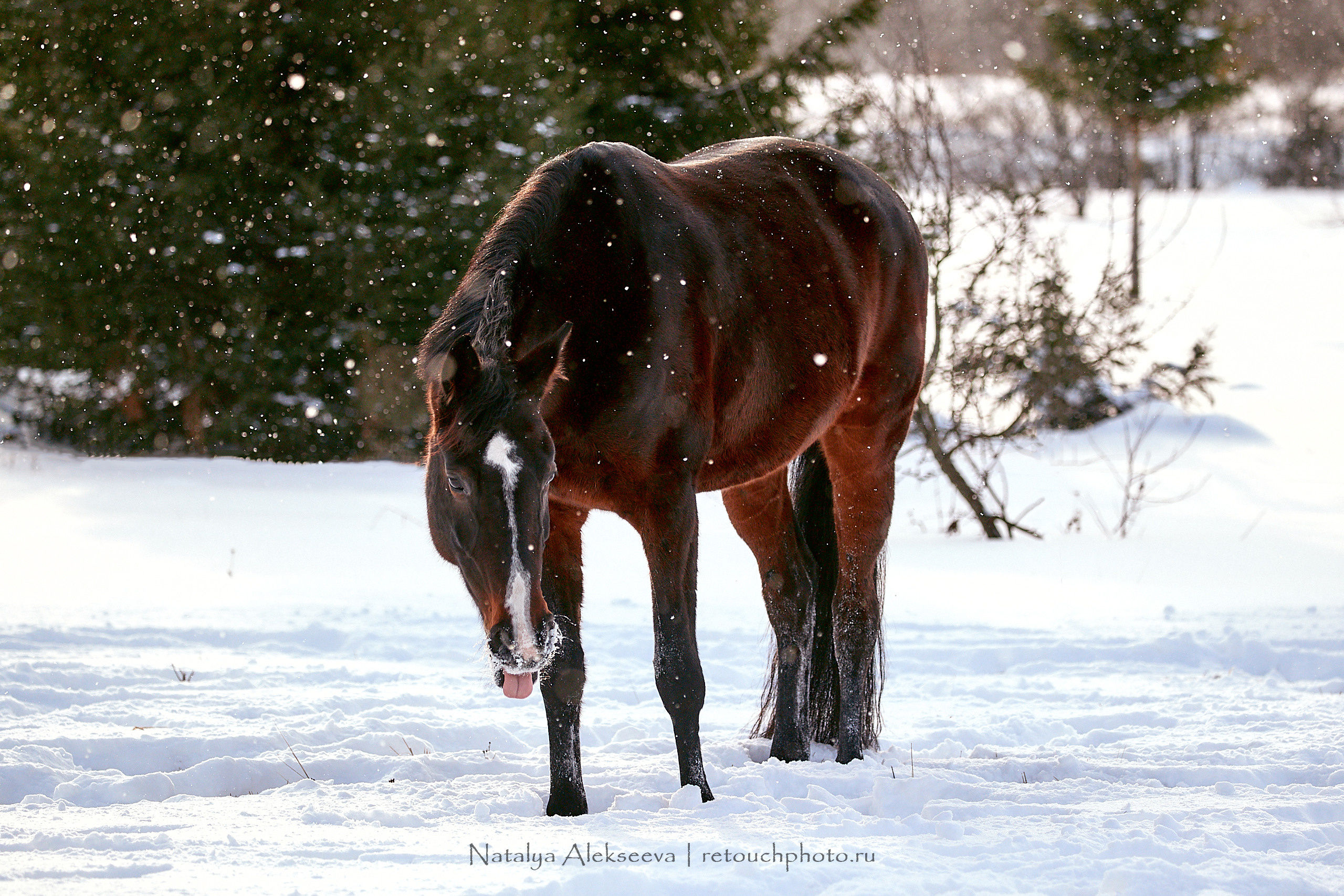 Конный клуб «Гелиос». Репортажный фотограф и ретушер в Москве Наталья Алексеева